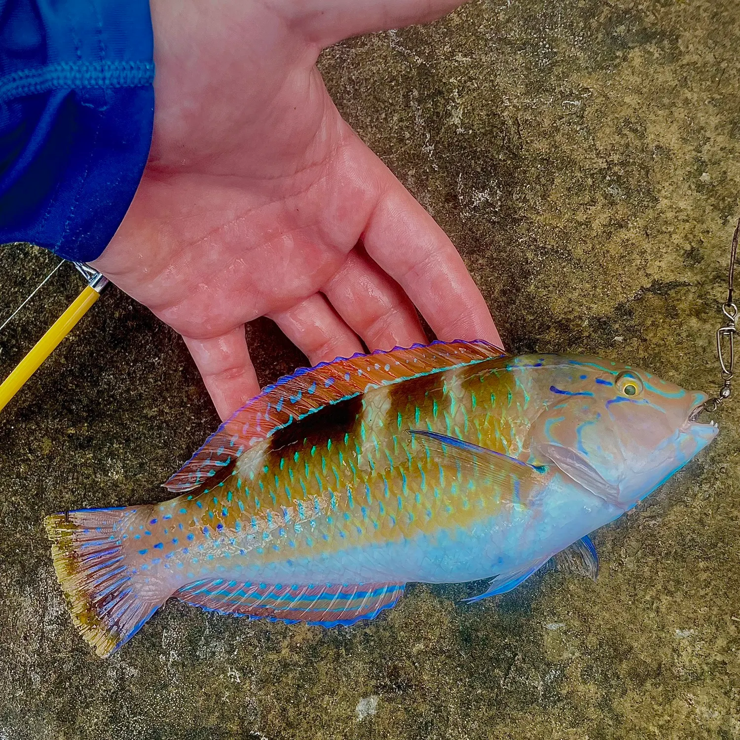 The most recent Puddingwife wrasse catches on Fishbrain