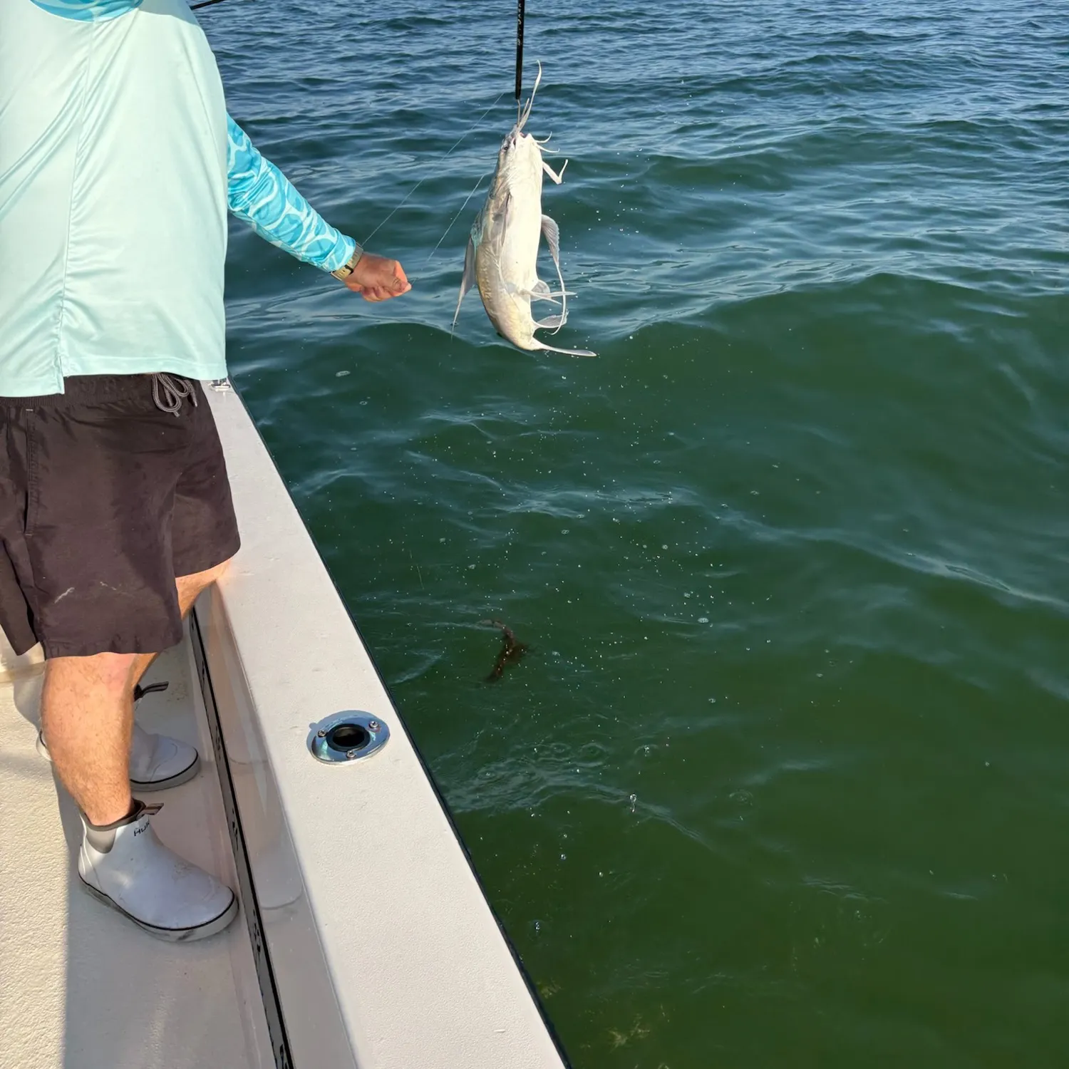 The most recent Gafftopsail sea catfish catches on Fishbrain