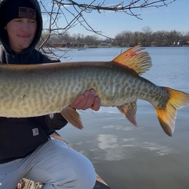 The most recent Muskellunge catches on Fishbrain