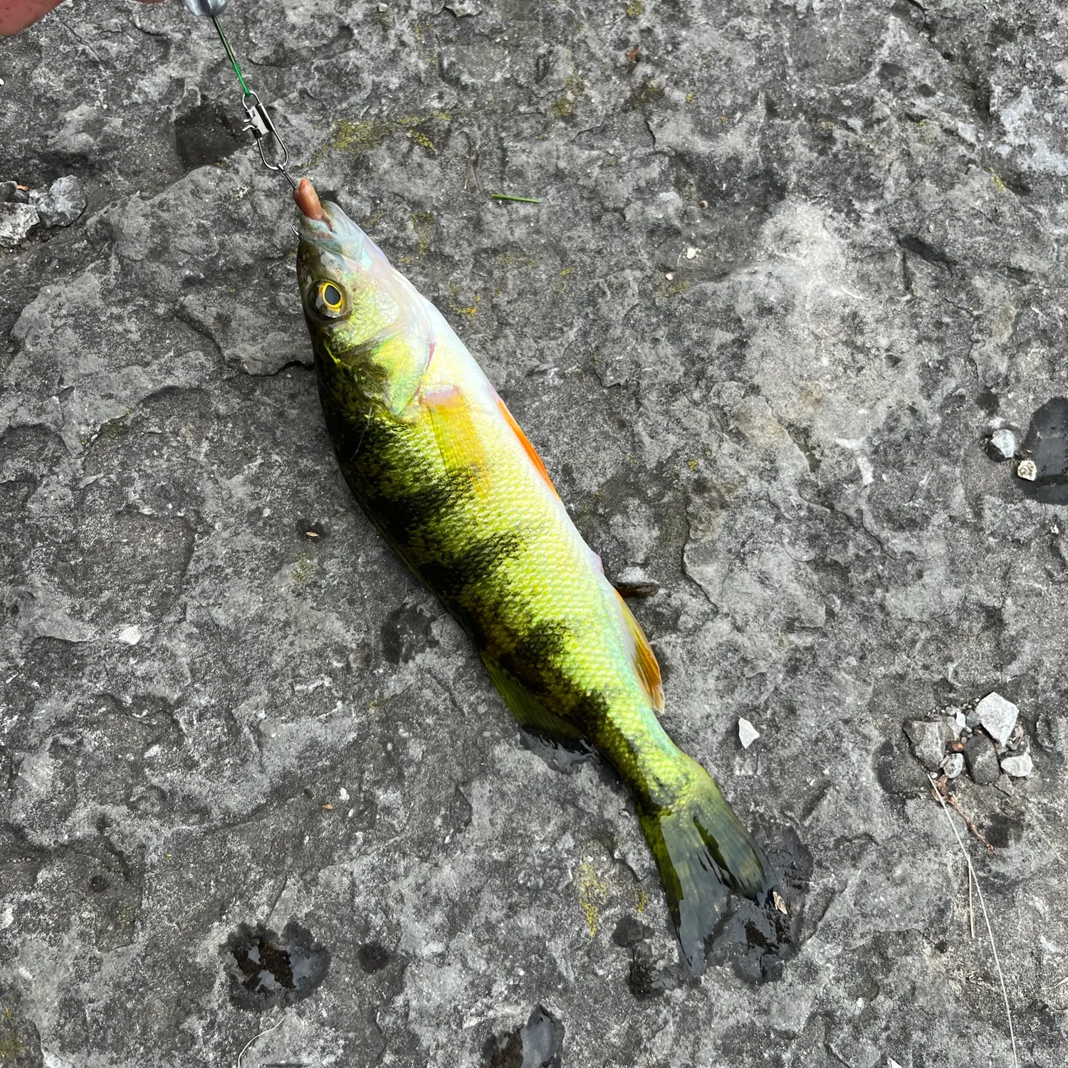 Yellow perch caught on Fishbrain