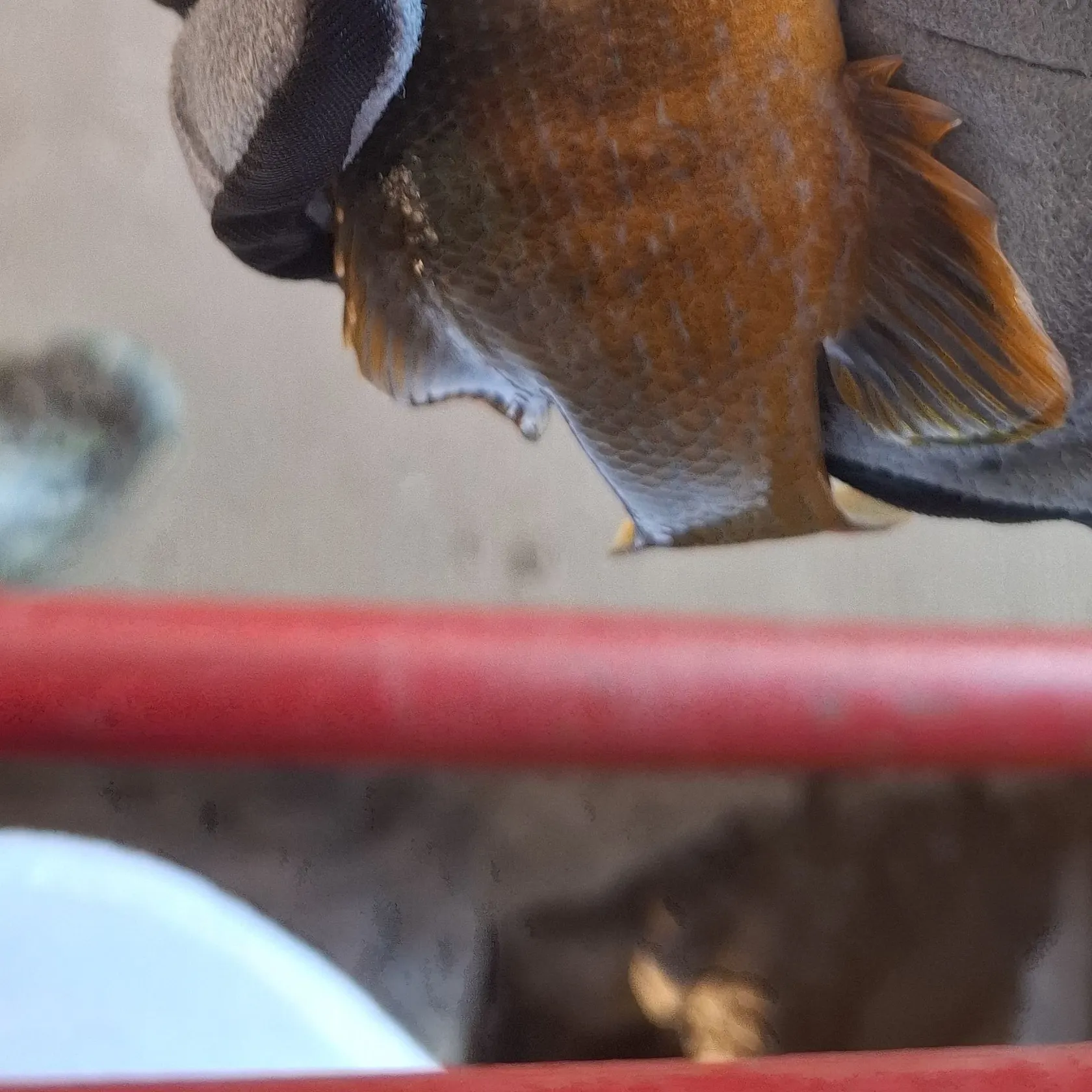 Green sunfish caught on Fishbrain