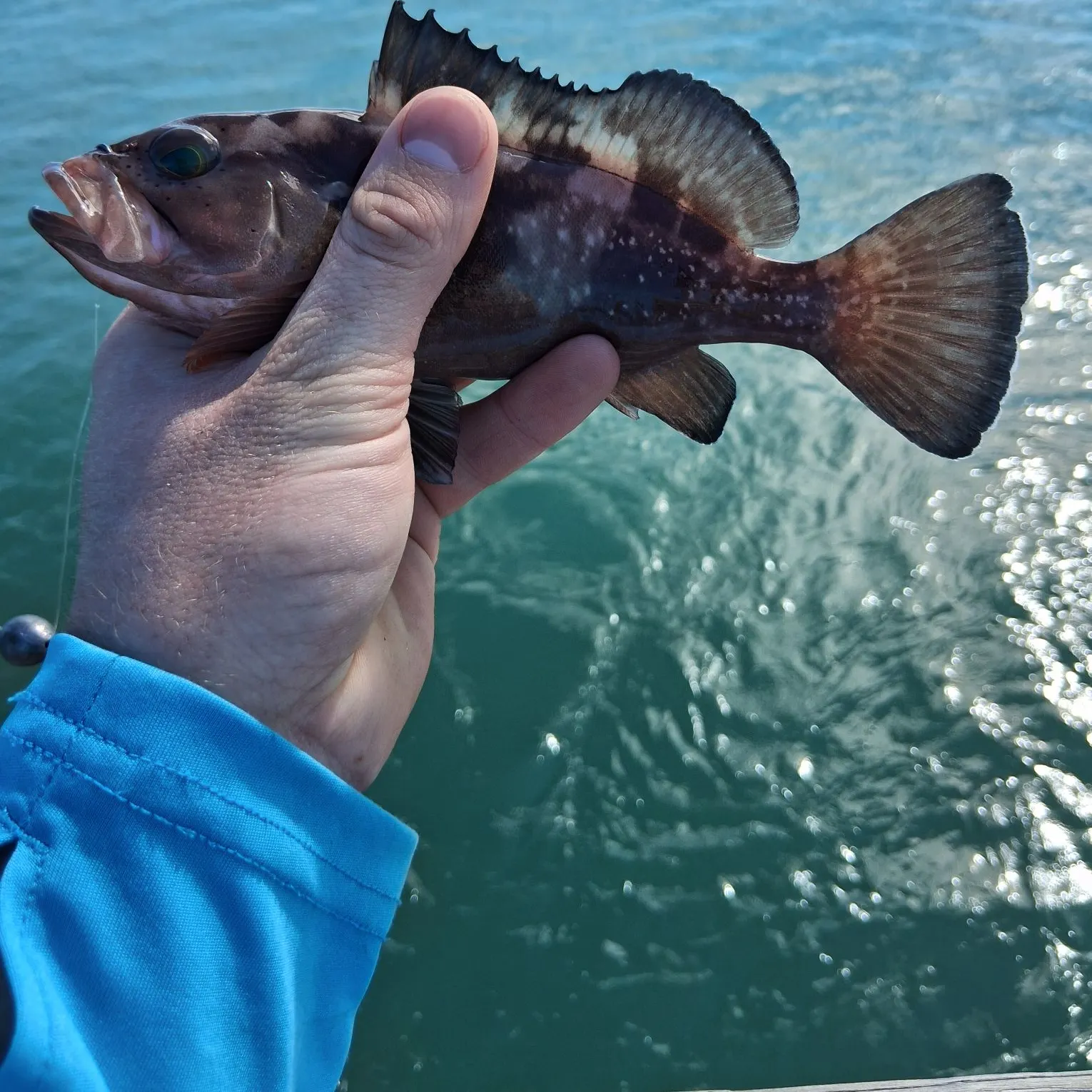 The most recent Red grouper catches on Fishbrain