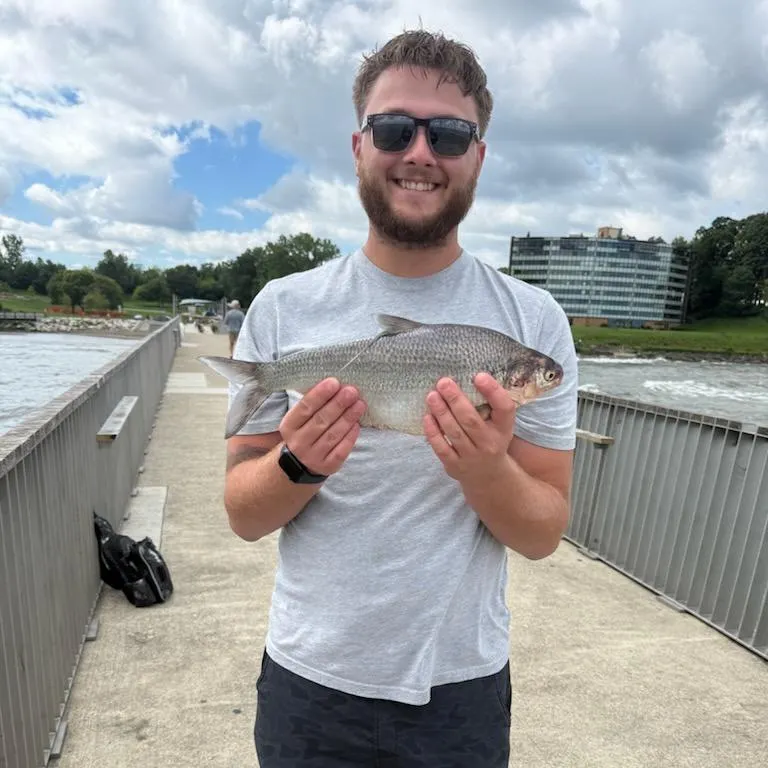 American gizzard shad caught on Fishbrain