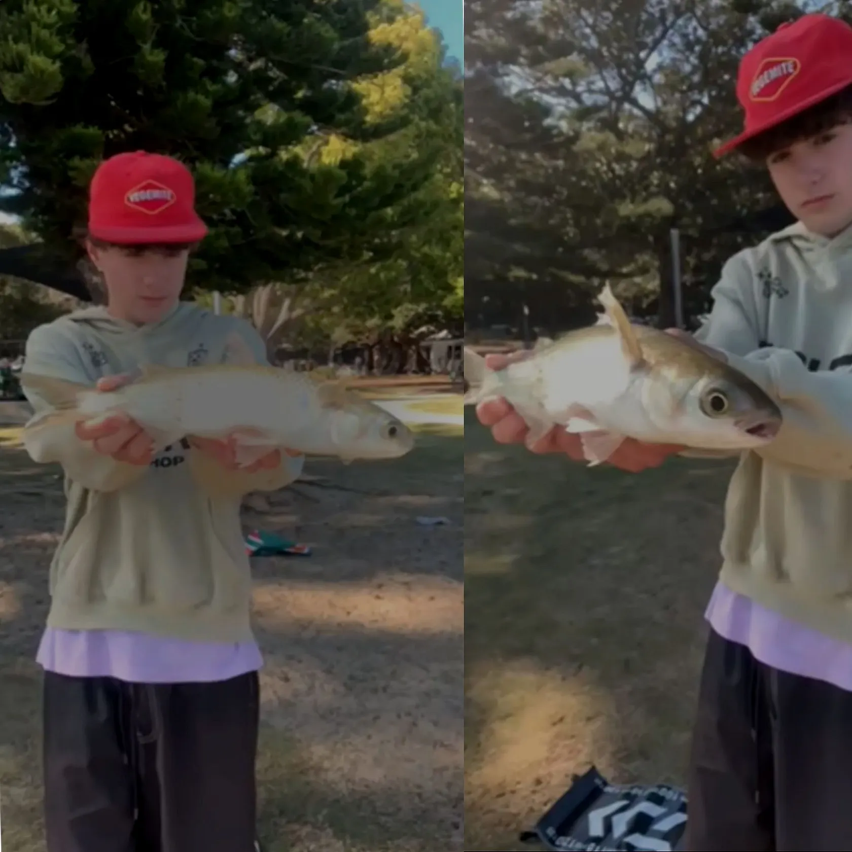 Striped mullet caught on Fishbrain