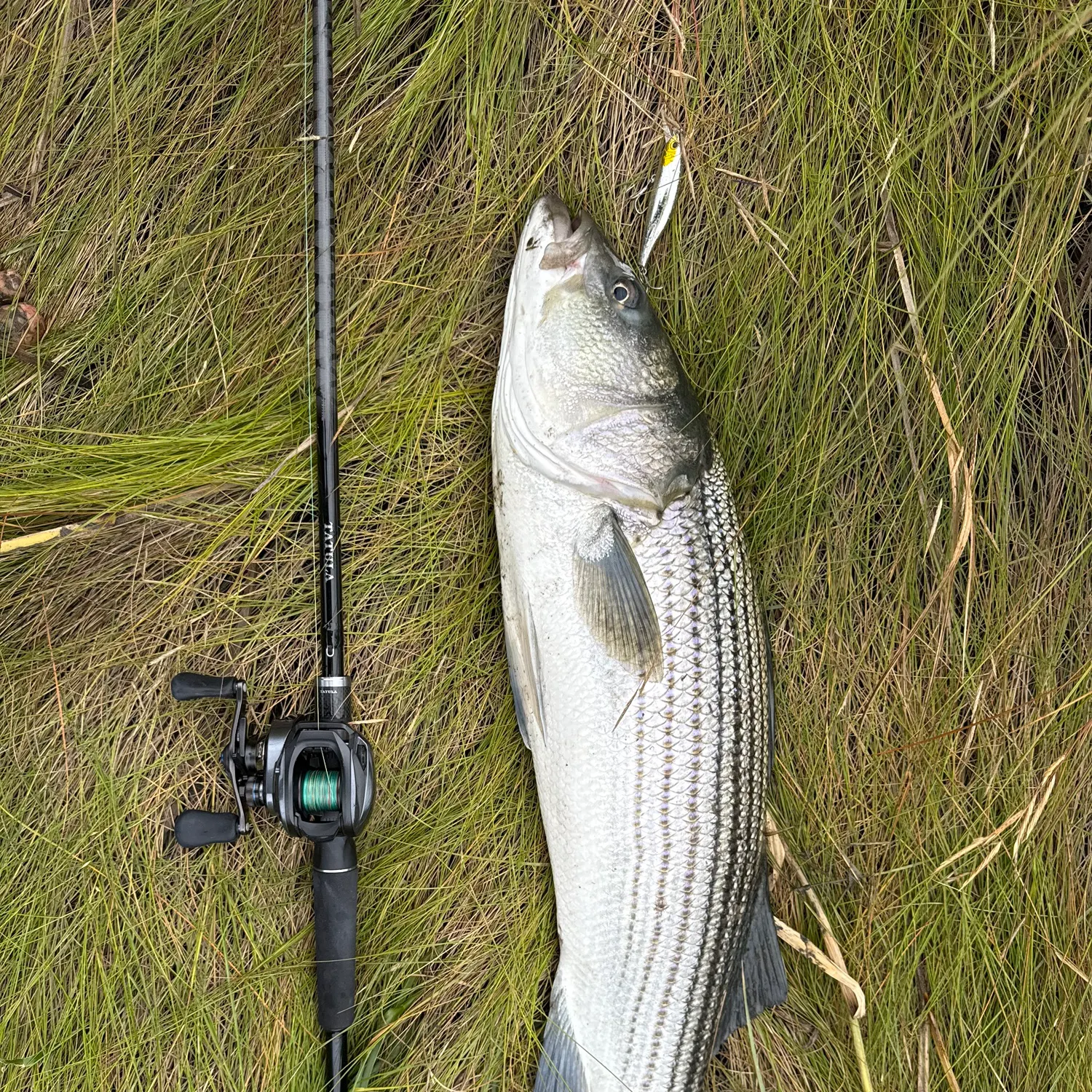 Striped bass caught on Fishbrain