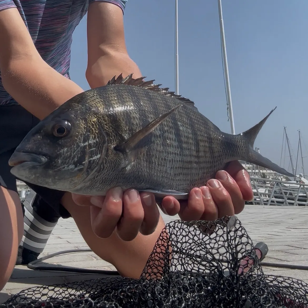 The most recent White seabream catches on Fishbrain