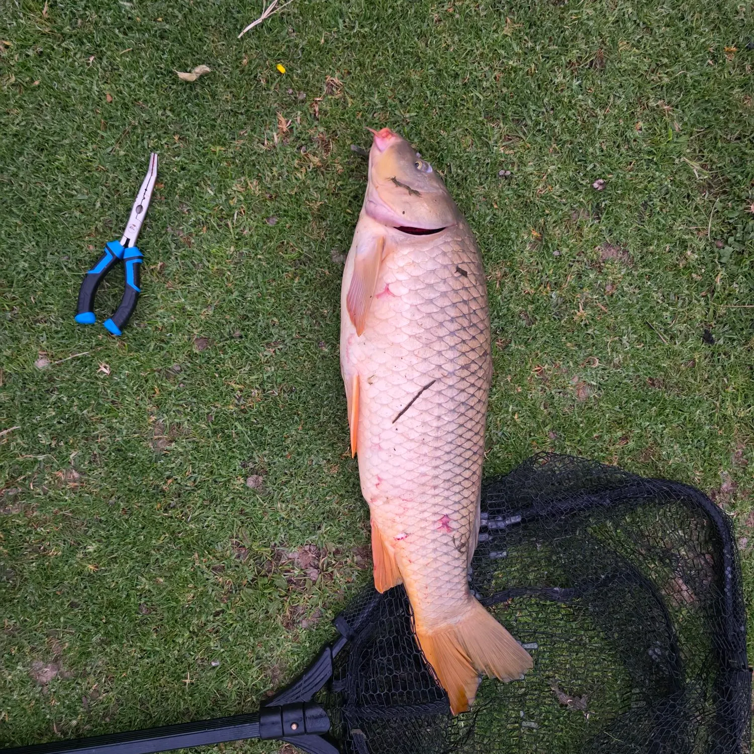Common carp caught on Fishbrain