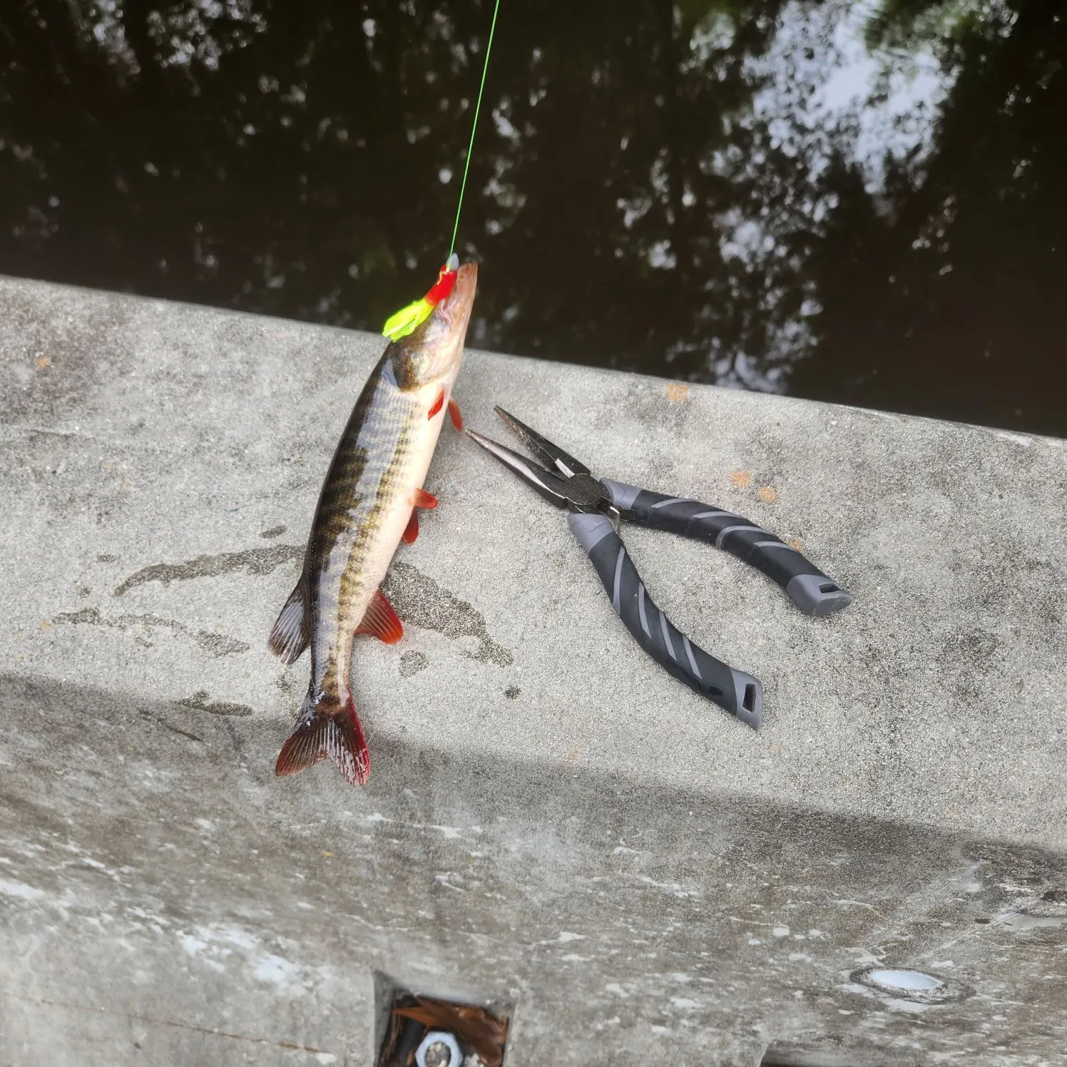 The most recent Redfin pickerel catches on Fishbrain