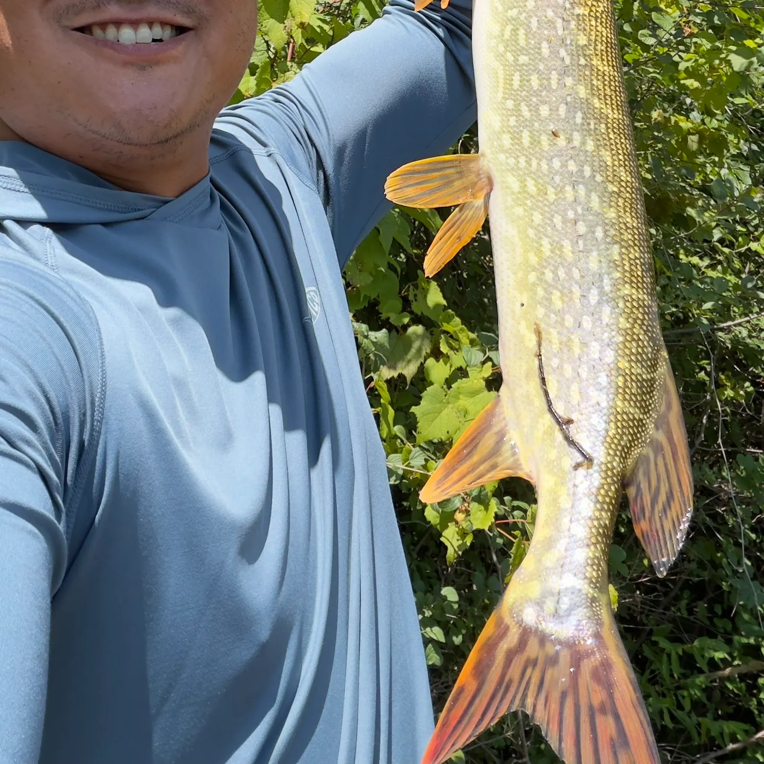 Northern pike caught on Fishbrain