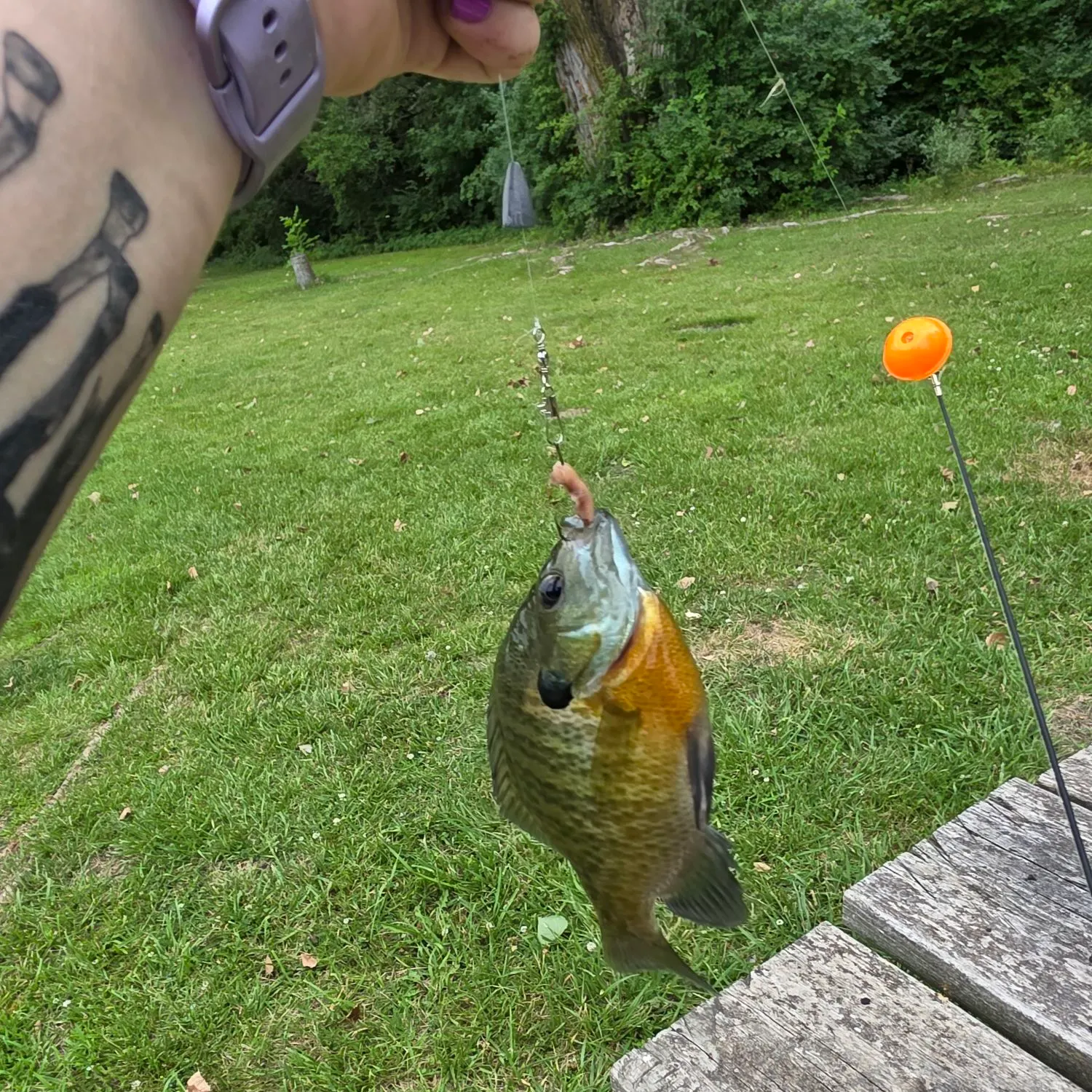 recently logged catches