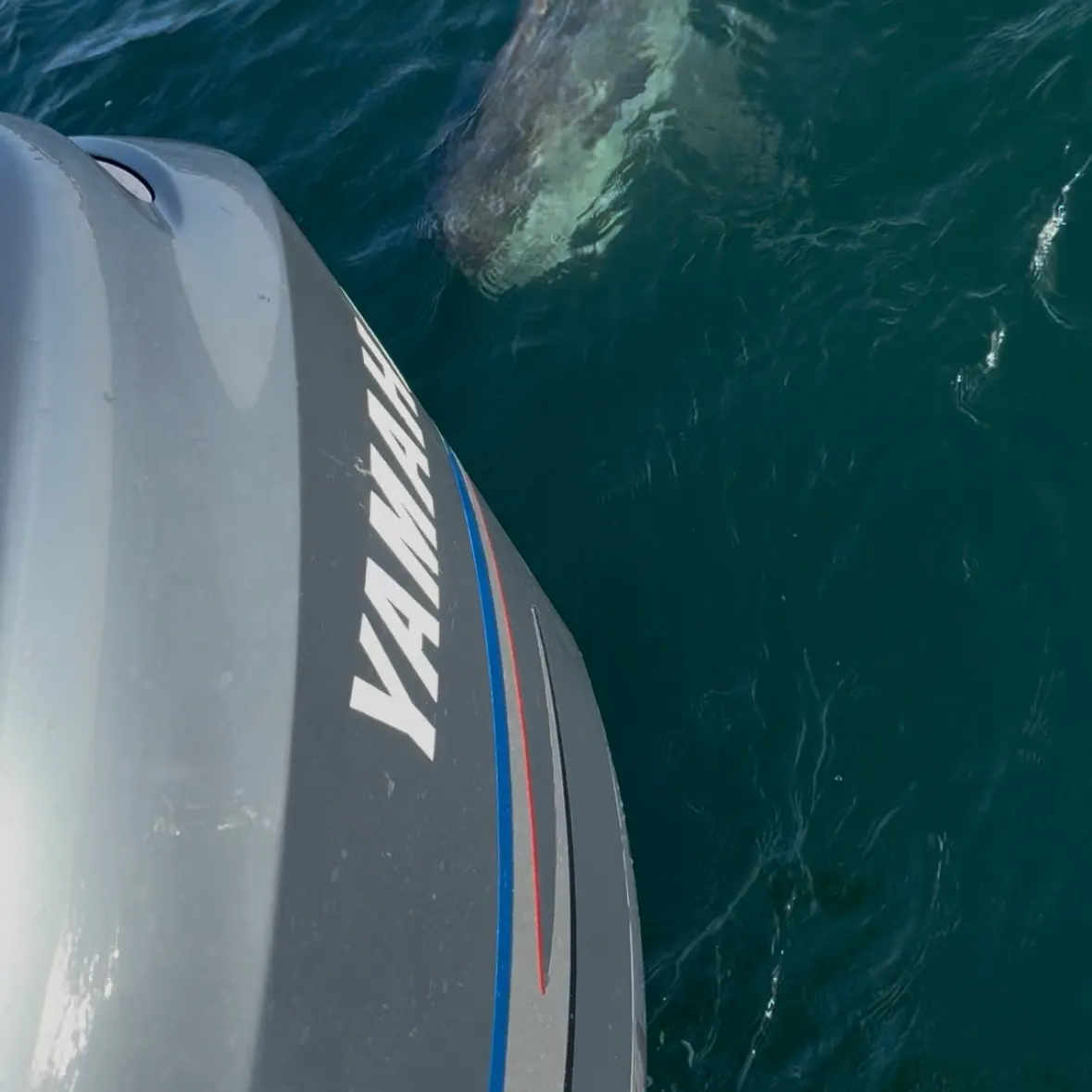 The most recent Ocean sunfish catches on Fishbrain