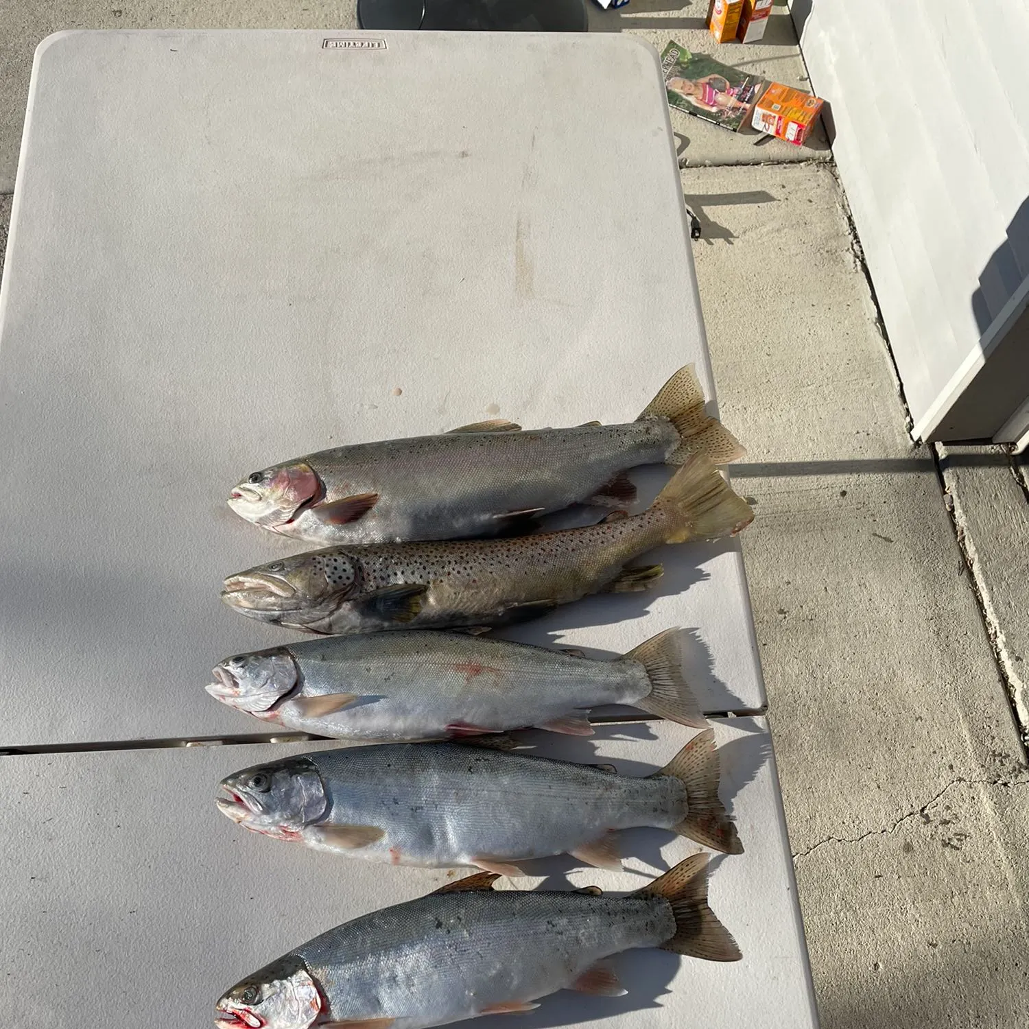 recently logged catches