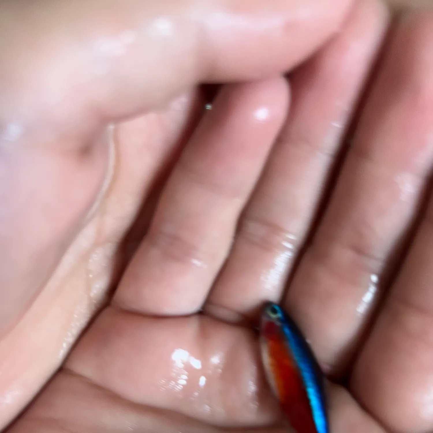 The most recent Yellow-lined shrimpgoby catches on Fishbrain
