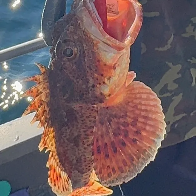 The most recent California scorpionfish catches on Fishbrain