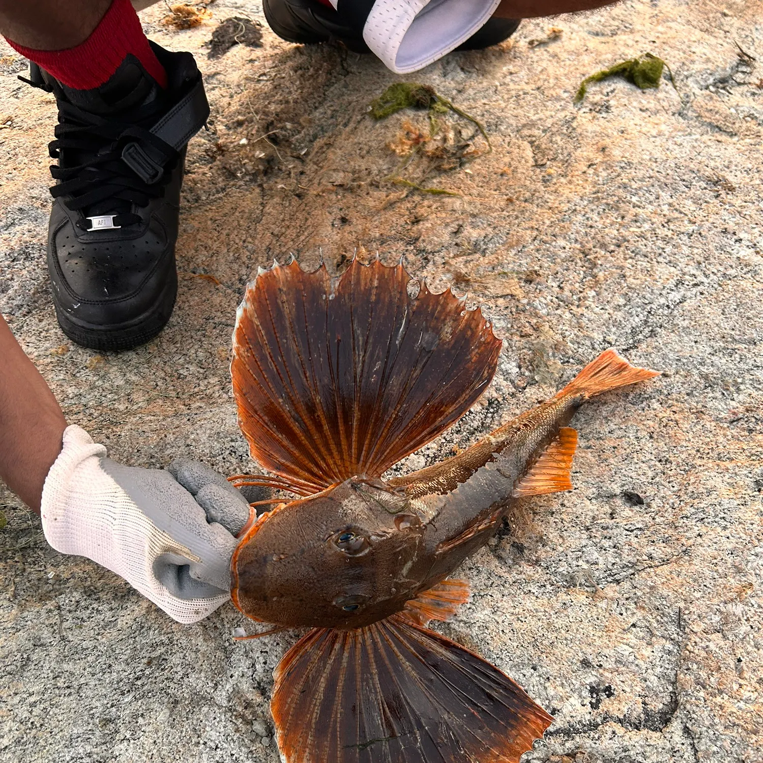 The most recent Striped searobin catches on Fishbrain