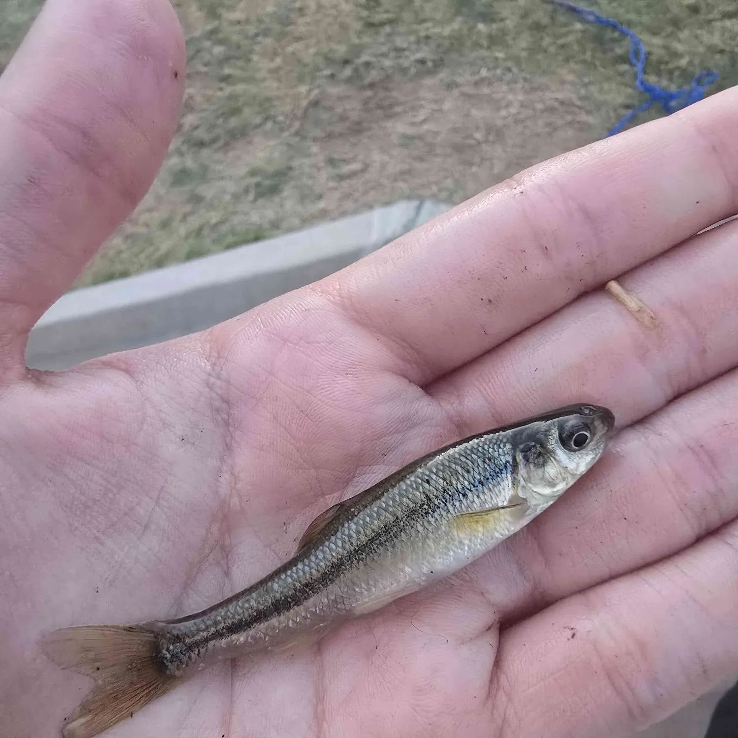 most liked catch image