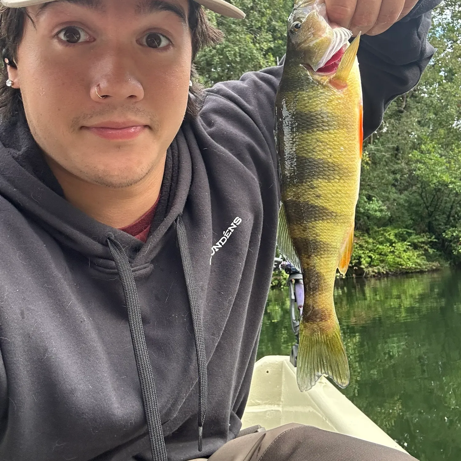 Yellow perch caught on Fishbrain