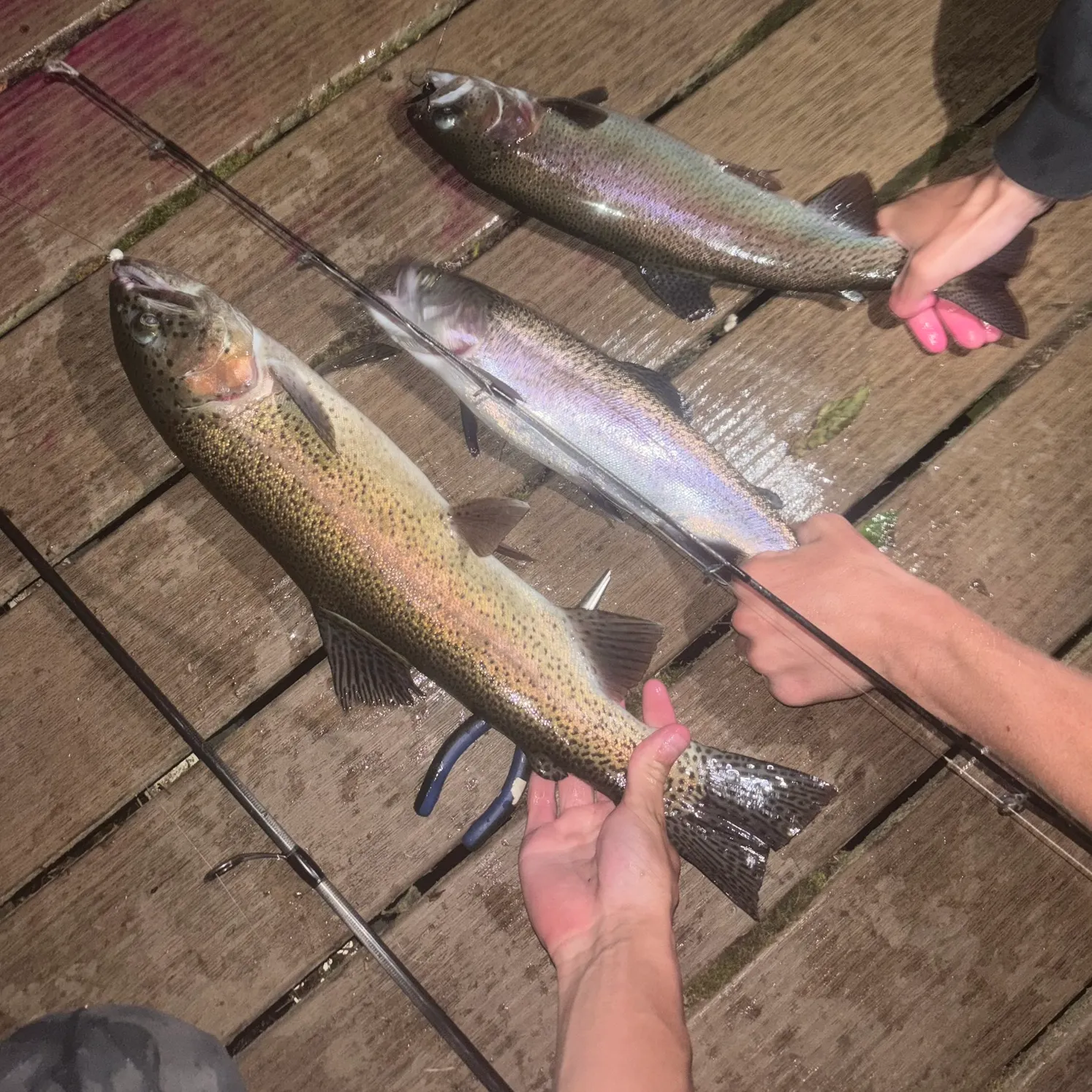 recently logged catches