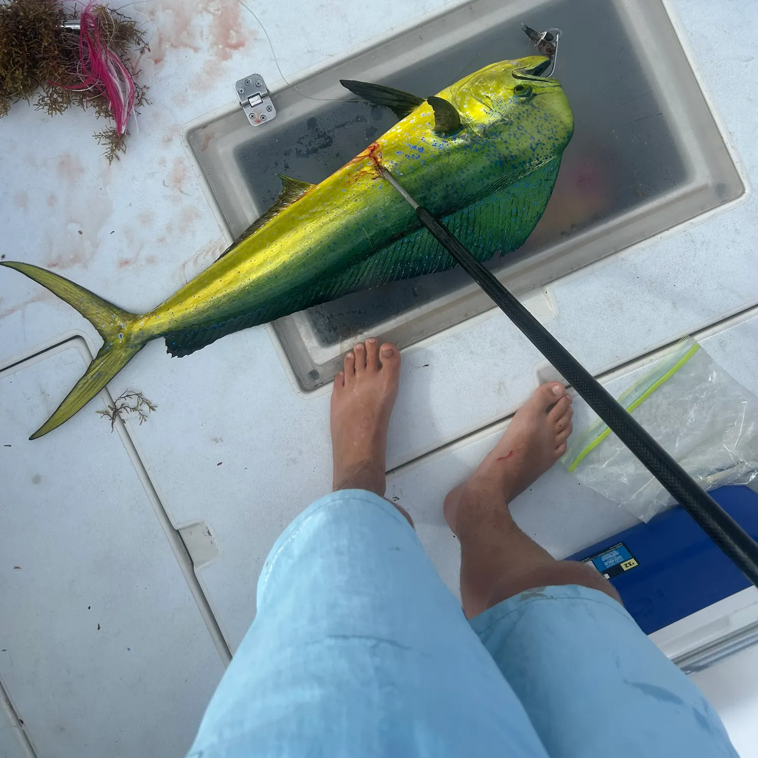 The most recent Common dolphinfish catches on Fishbrain