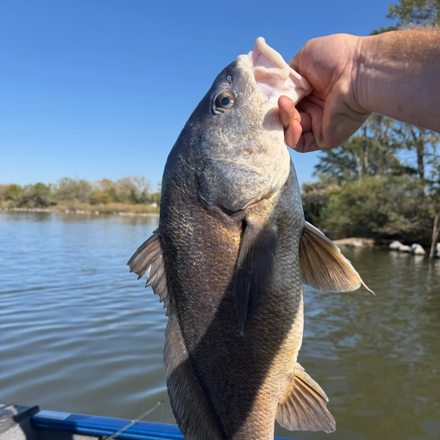 Freshwater drum caught on Fishbrain