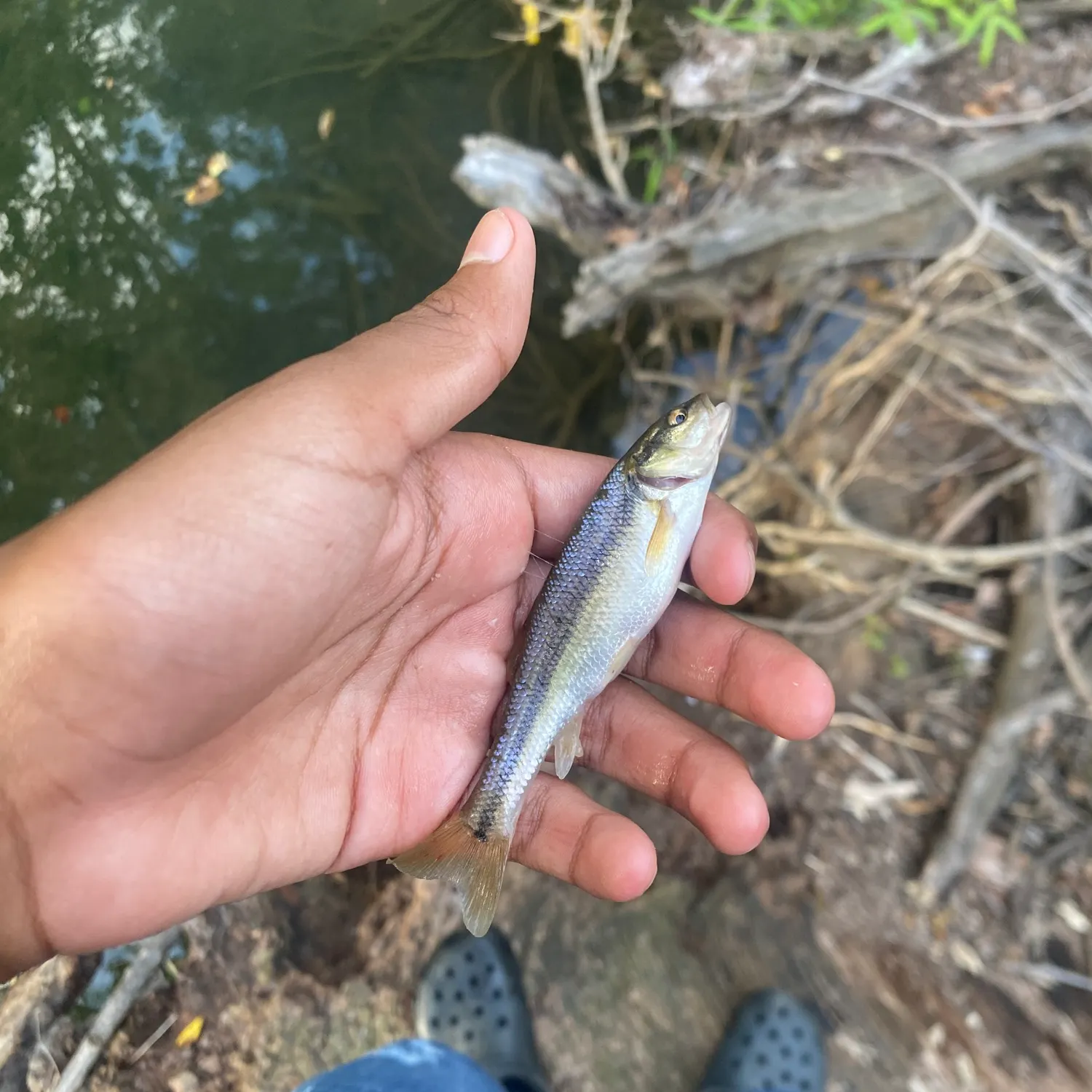 Creek chub caught on Fishbrain