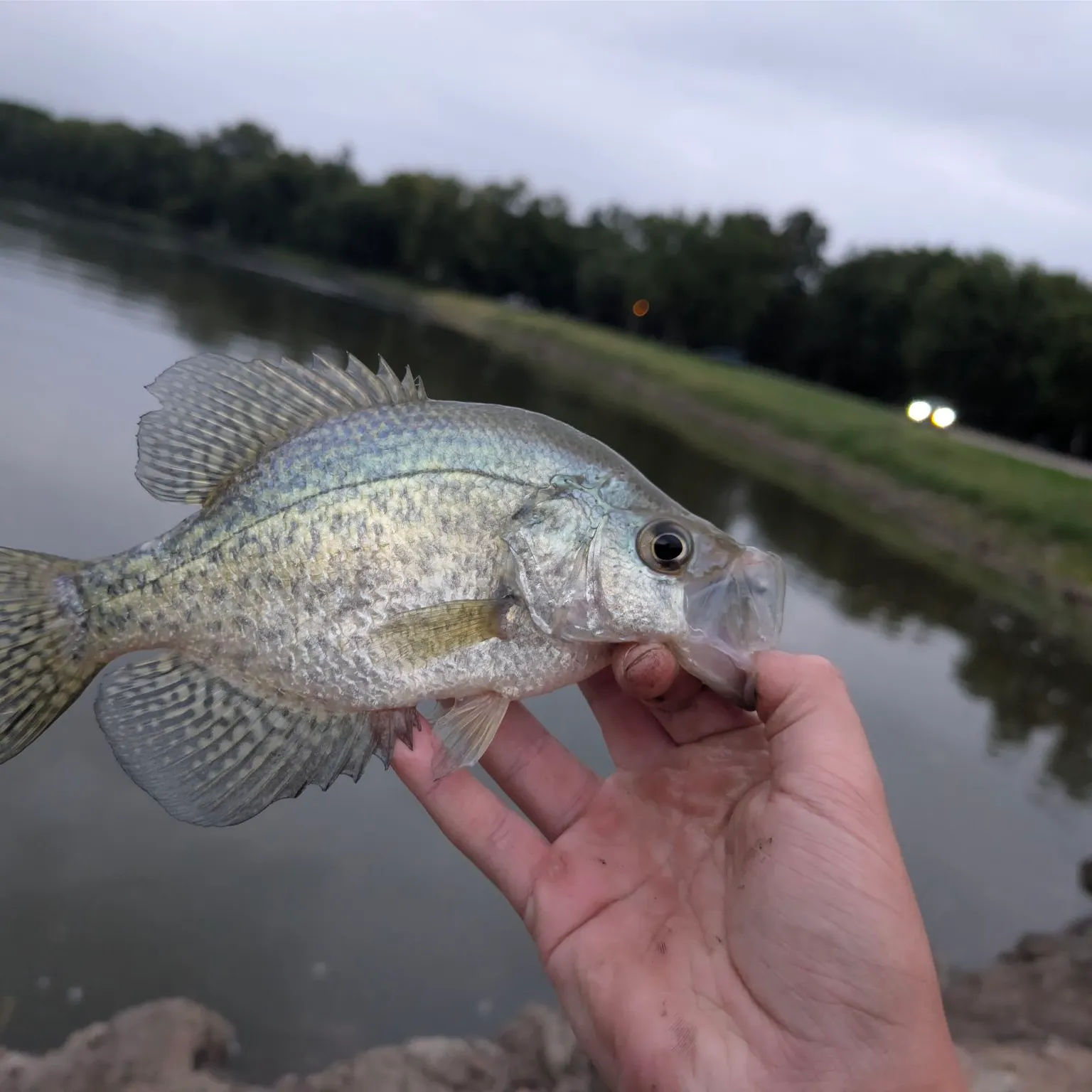 The most recent Black crappie catches on Fishbrain