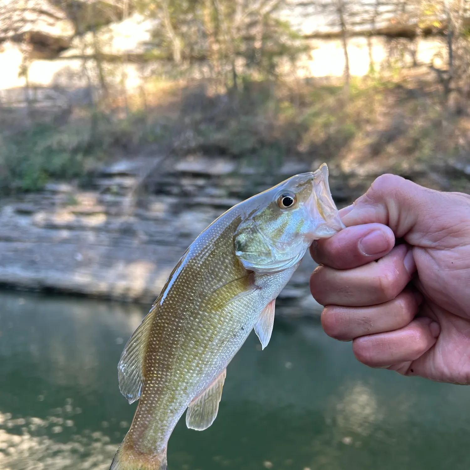 Smallmouth bass caught on Fishbrain