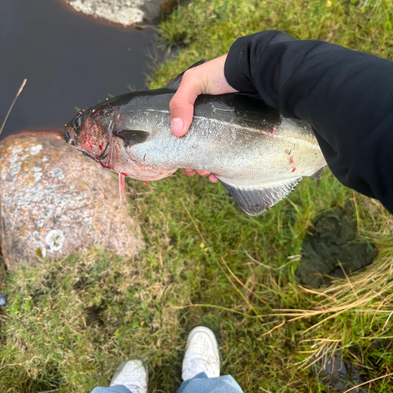 Atlantic pollock caught on Fishbrain
