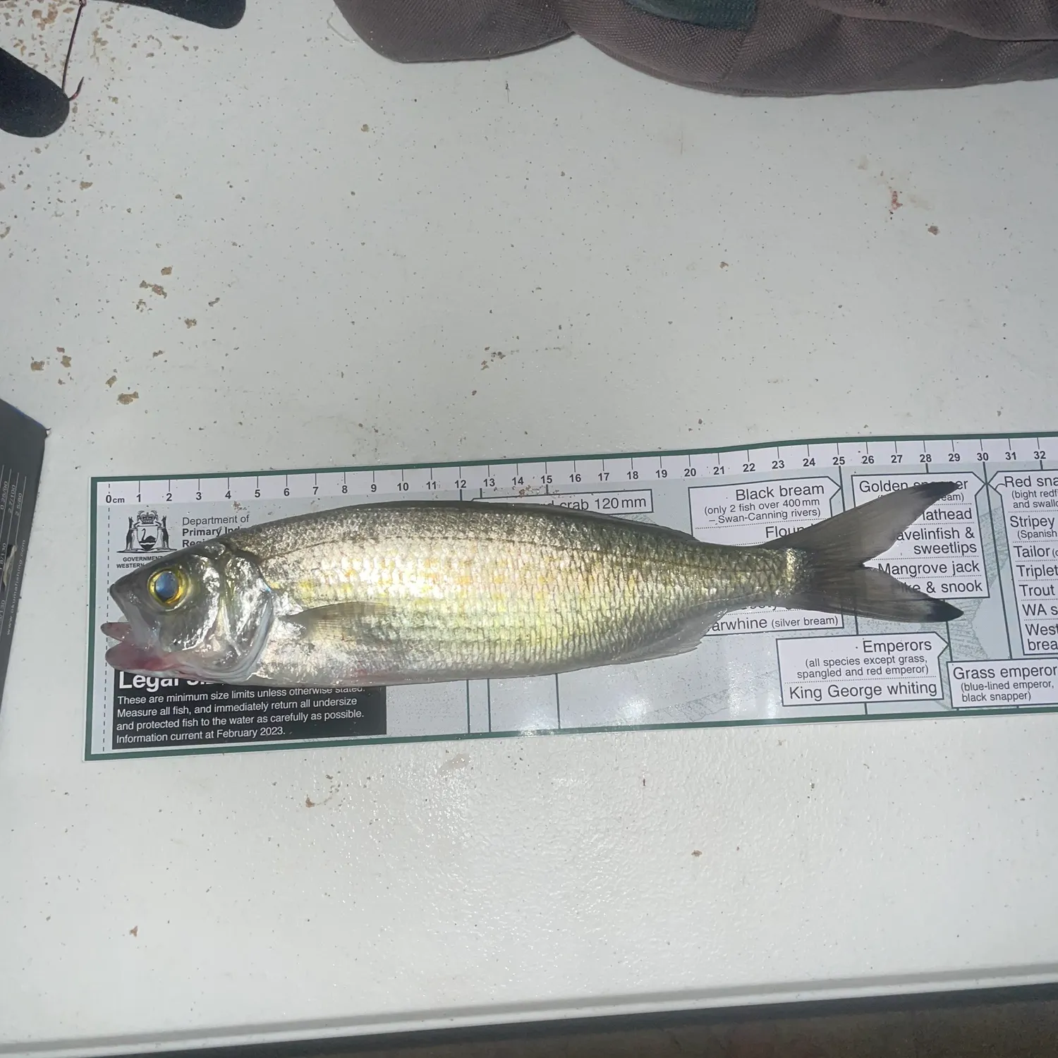 recently logged catches