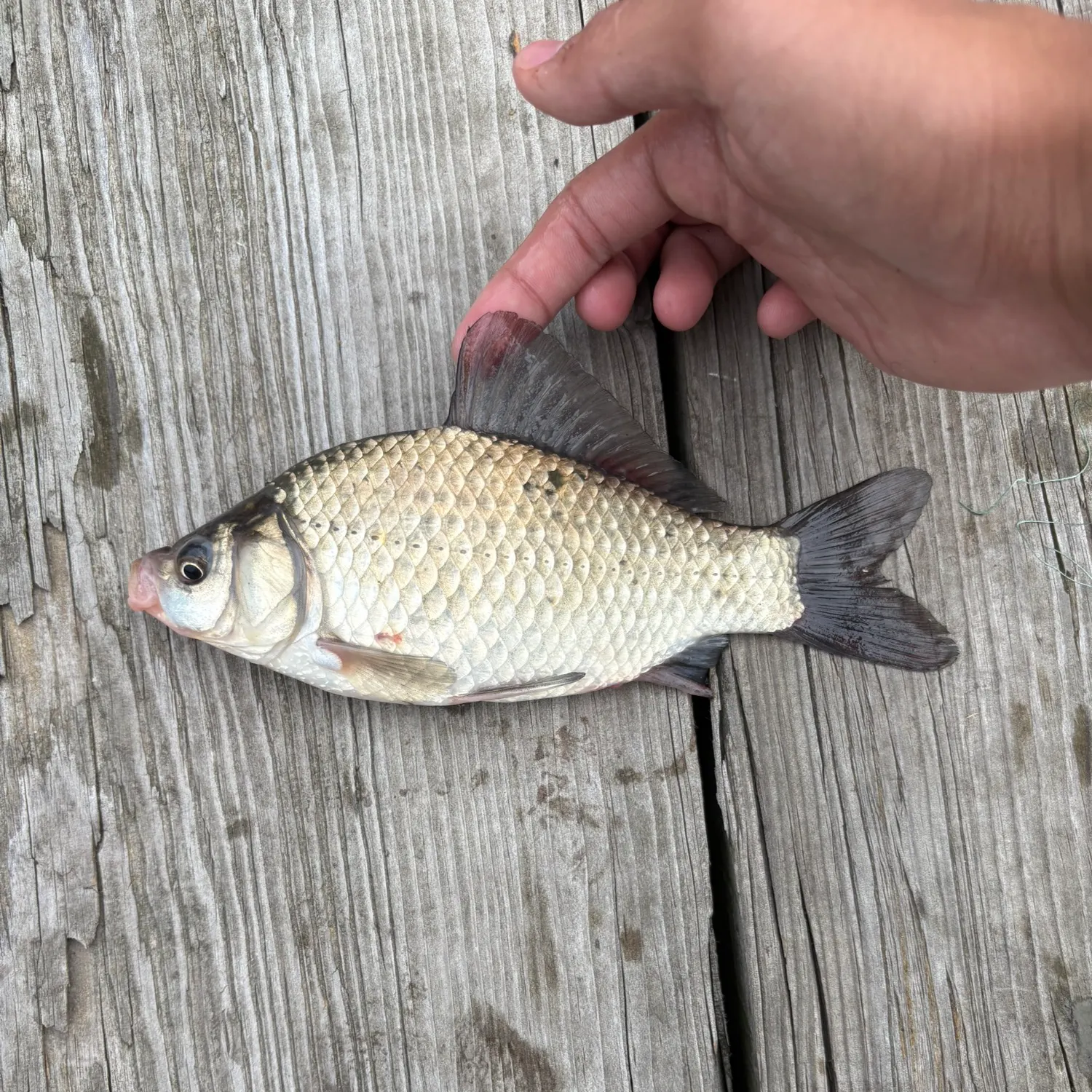 F1 carp caught on Fishbrain
