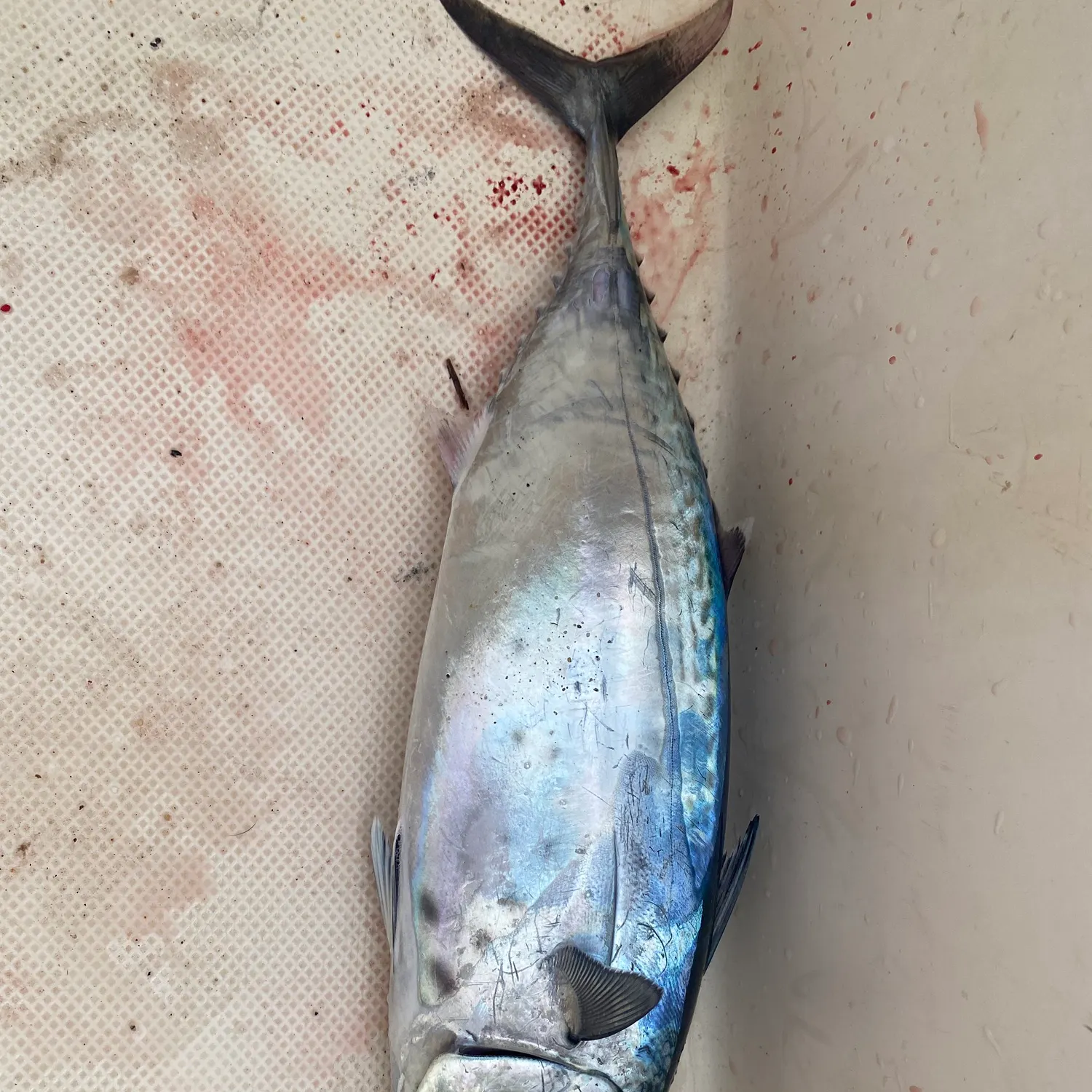 Little tunny caught on Fishbrain