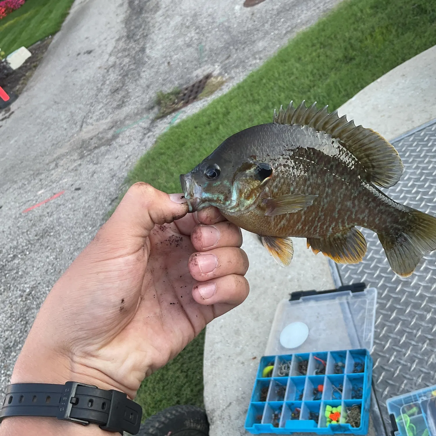 recently logged catches