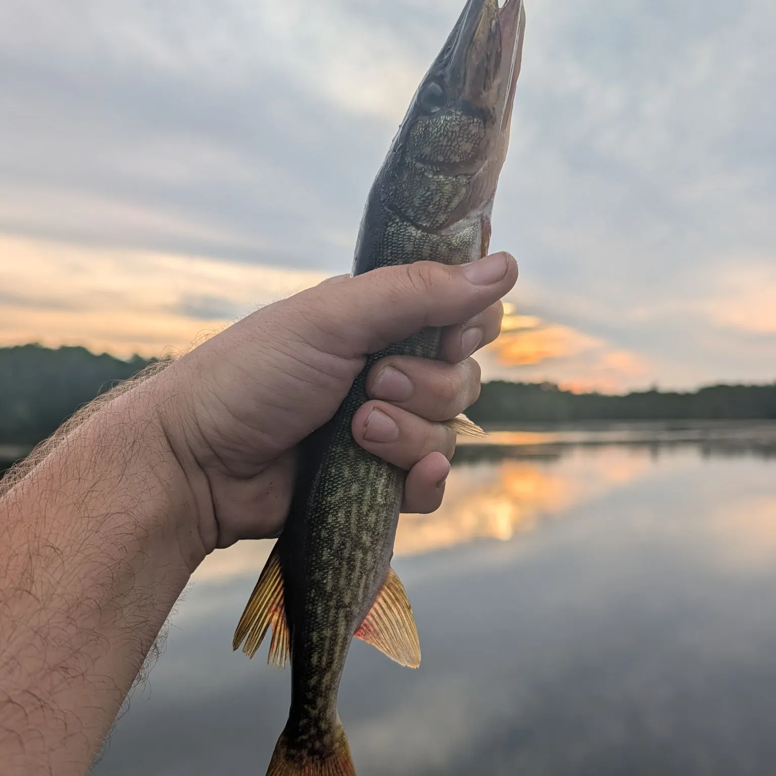 Chain pickerel caught on Fishbrain