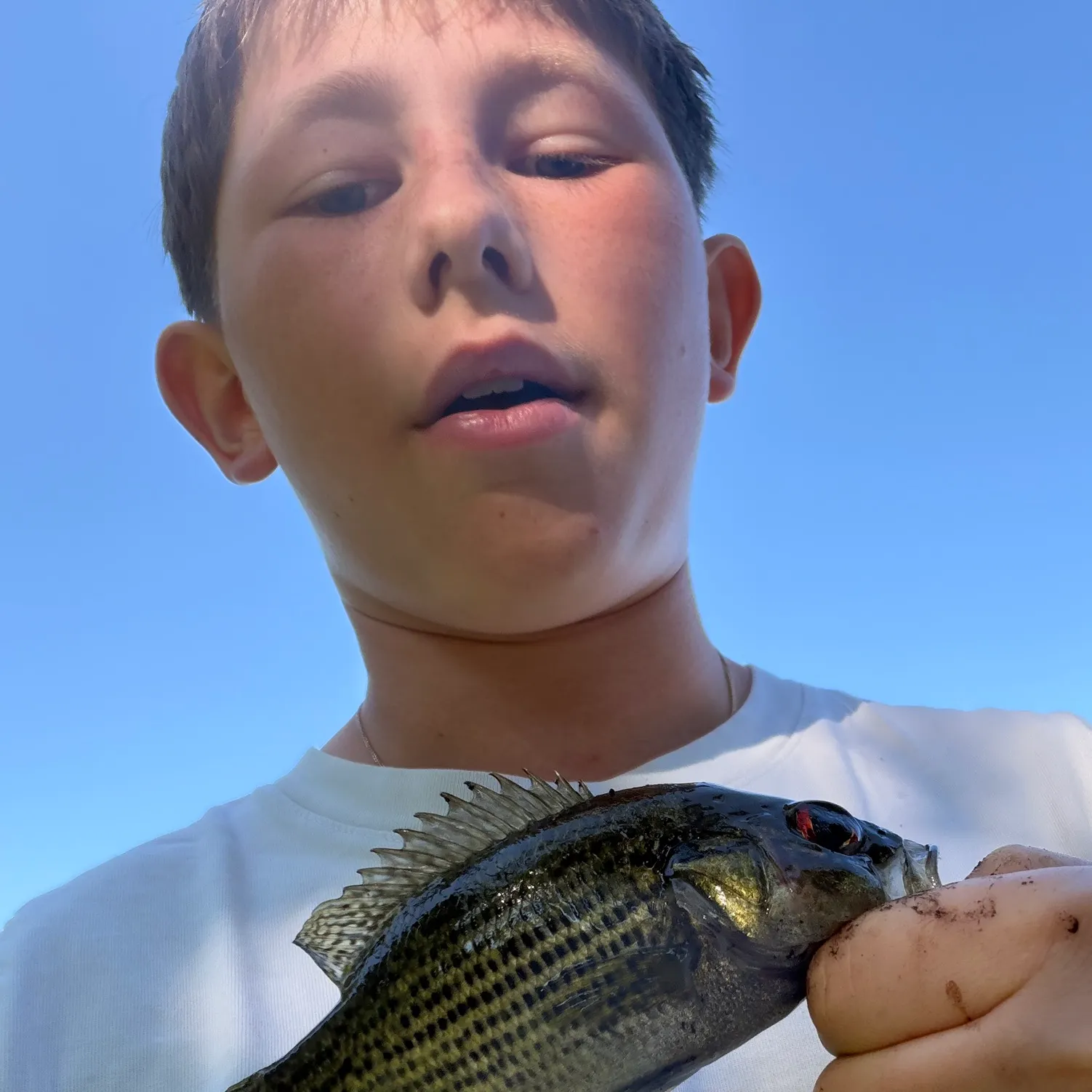 The most recent Roanoke bass catches on Fishbrain