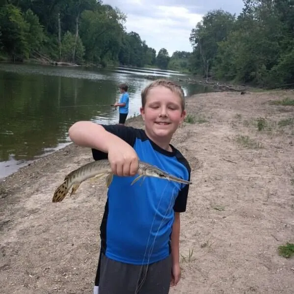 Spotted gar caught on Fishbrain
