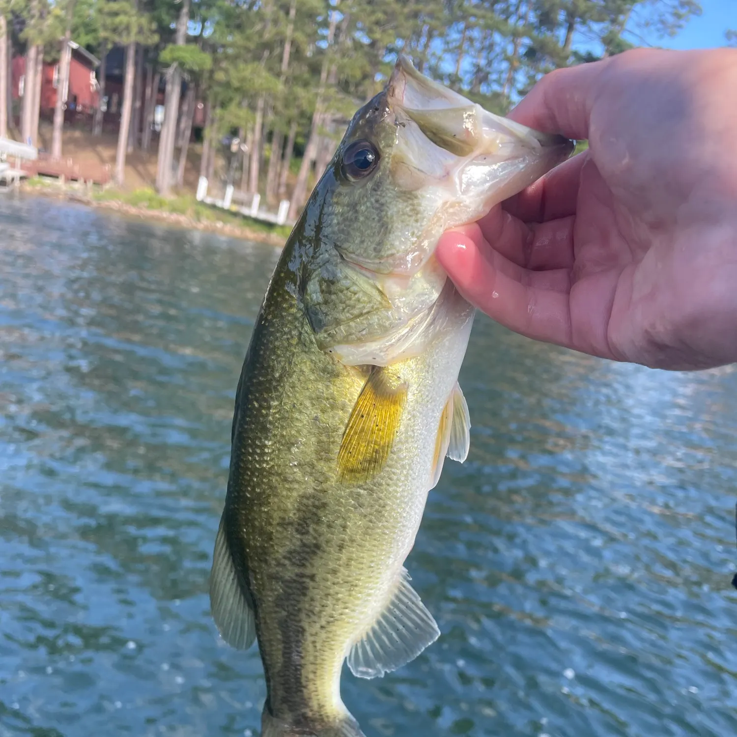Largemouth bass caught on Fishbrain