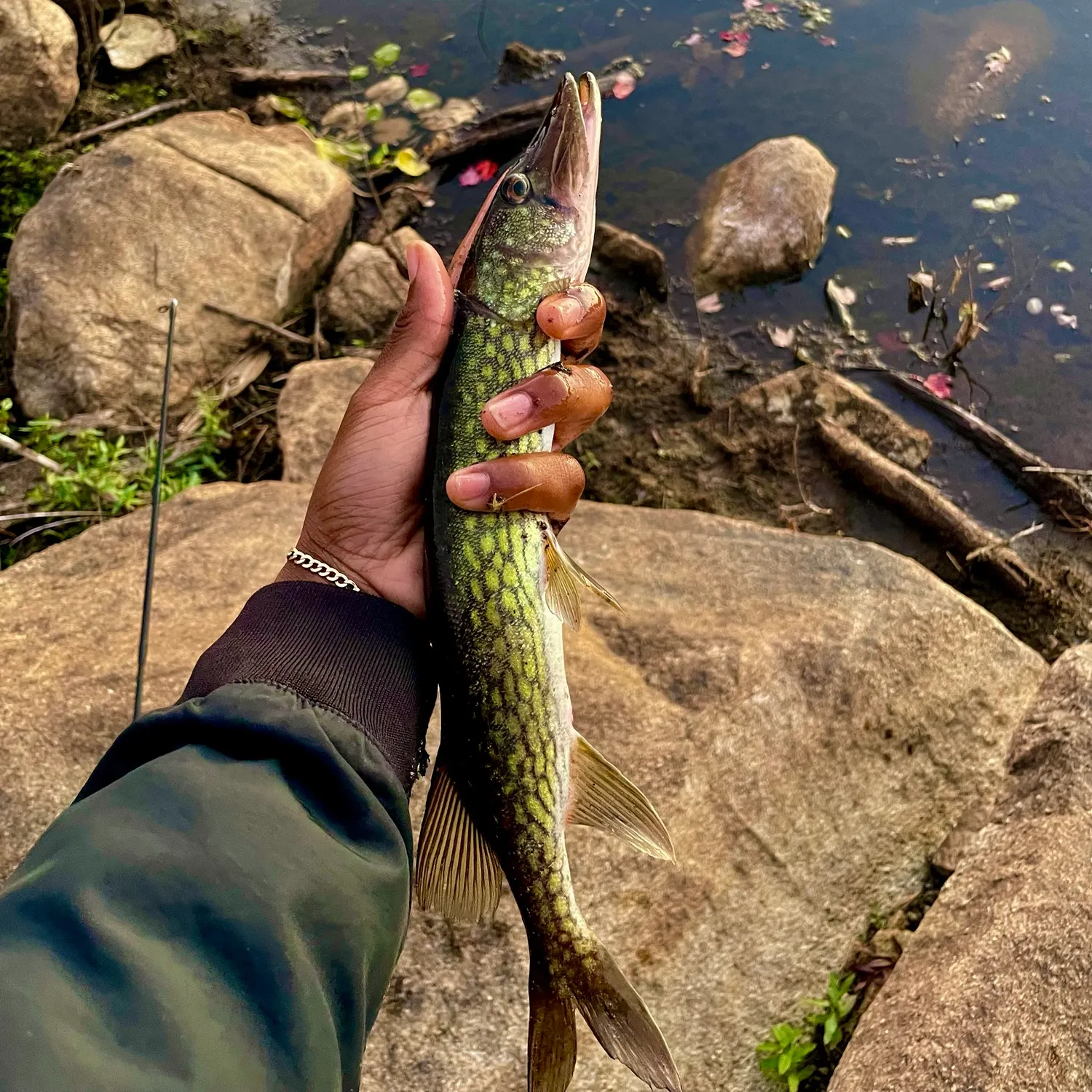 Chain pickerel caught on Fishbrain