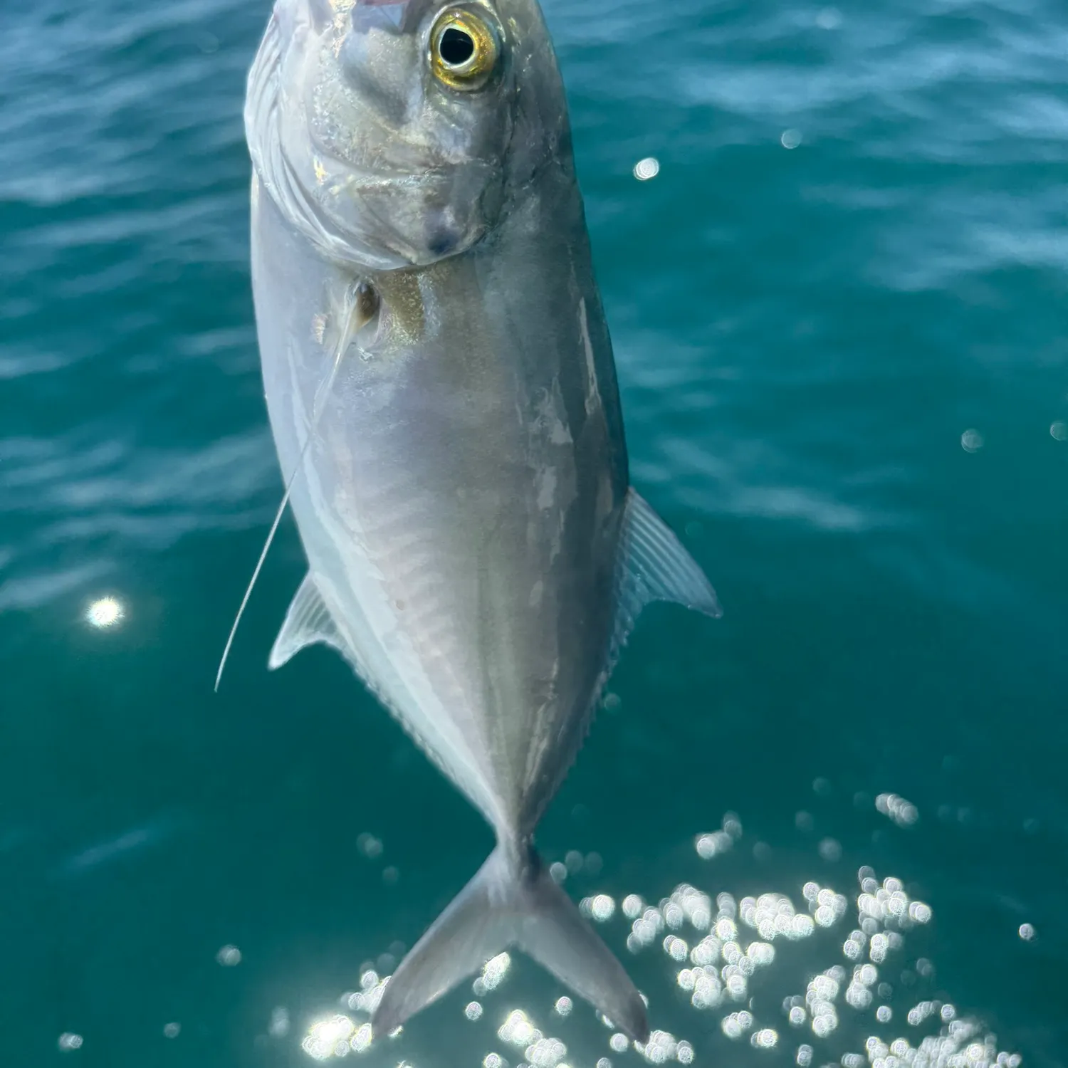 Blue runner caught on Fishbrain