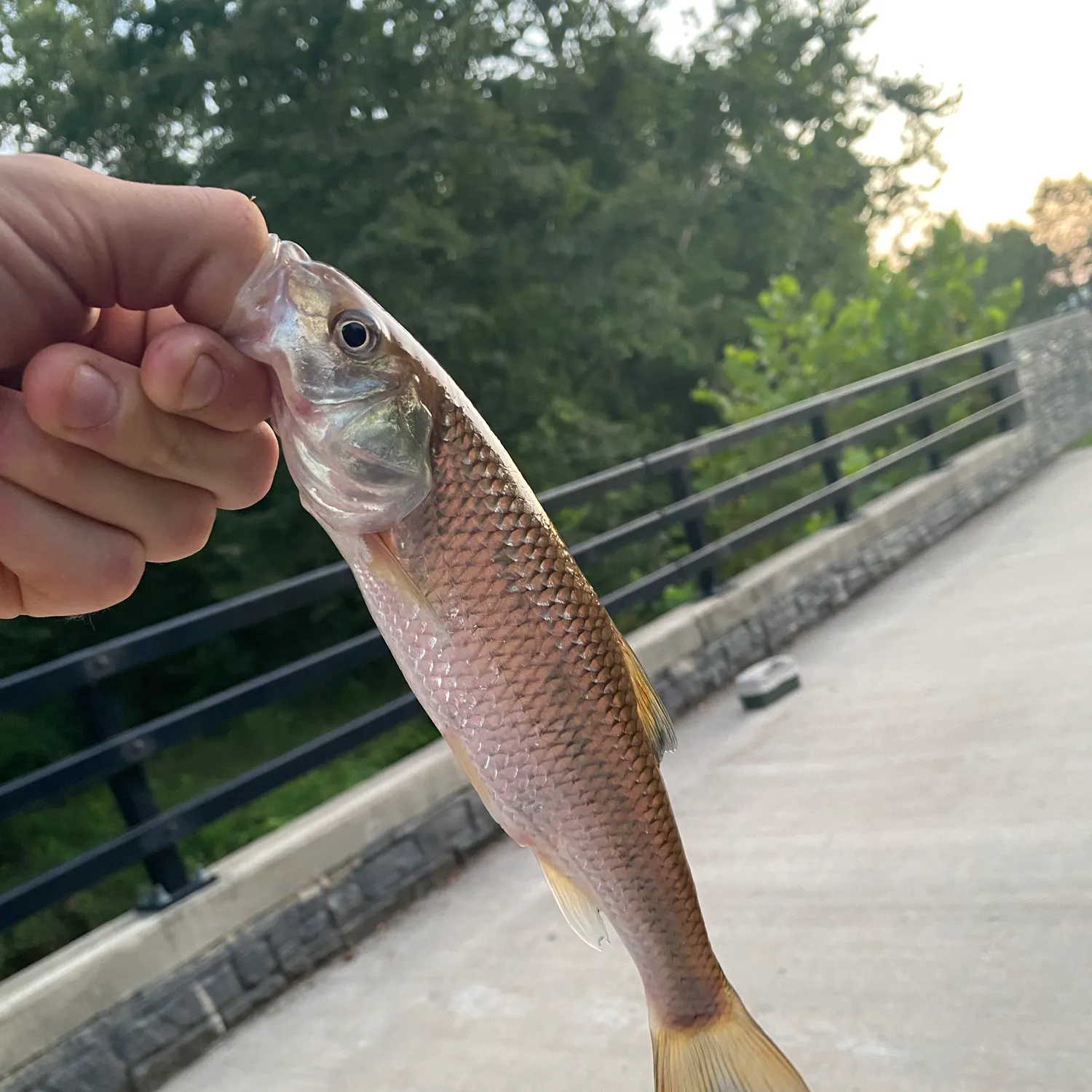 The most recent Fallfish catches on Fishbrain