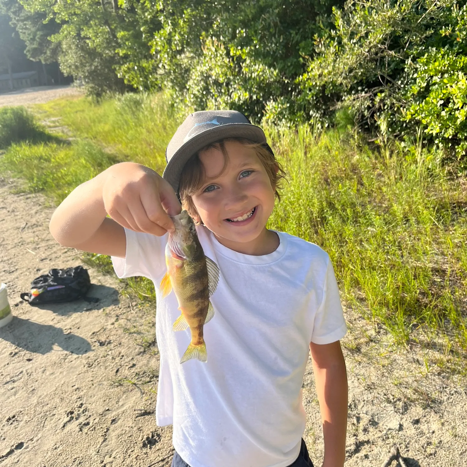 Yellow perch caught on Fishbrain