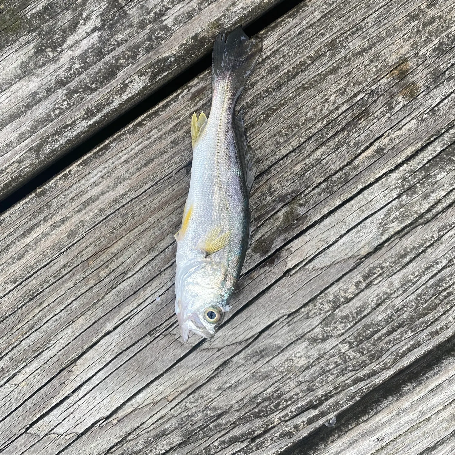 Gray weakfish caught on Fishbrain