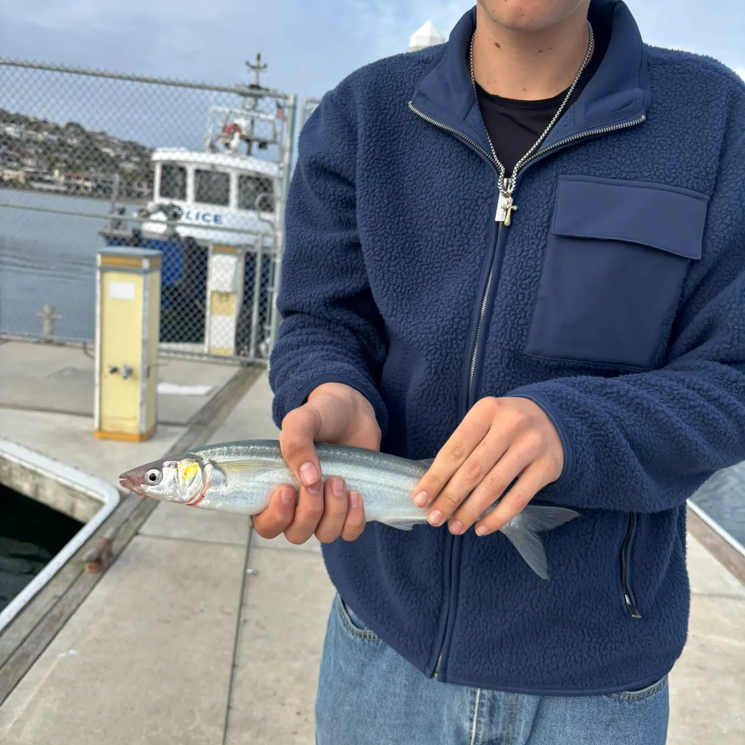 The most recent Surf smelt catches on Fishbrain