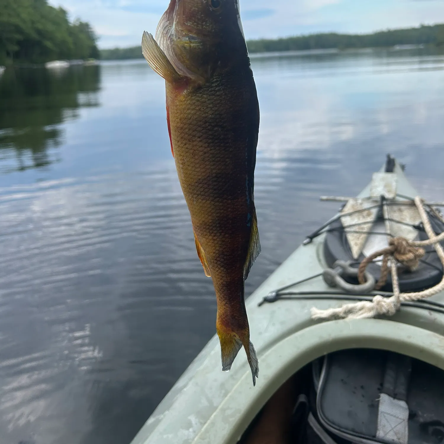 Yellow perch caught on Fishbrain