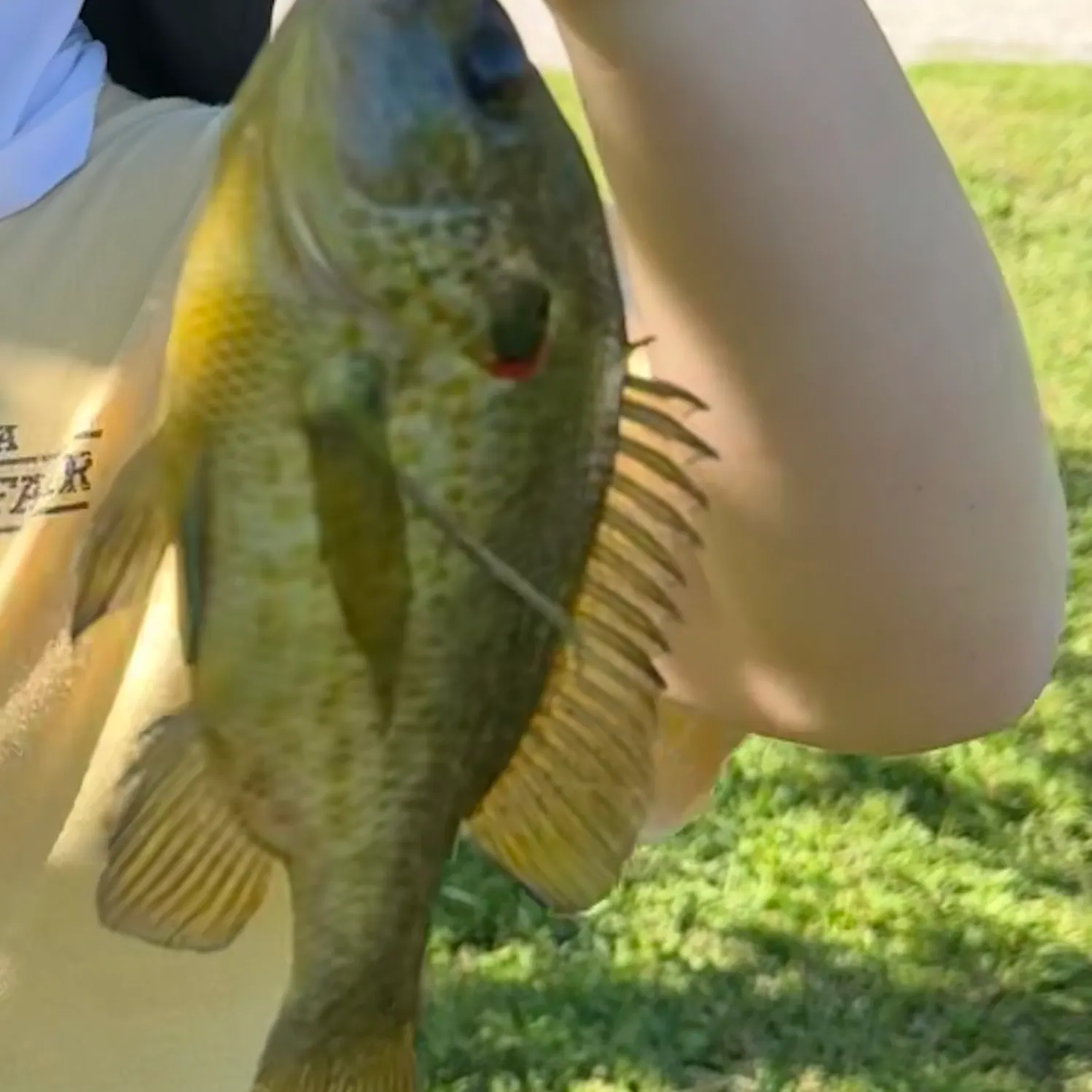 Redear sunfish caught on Fishbrain