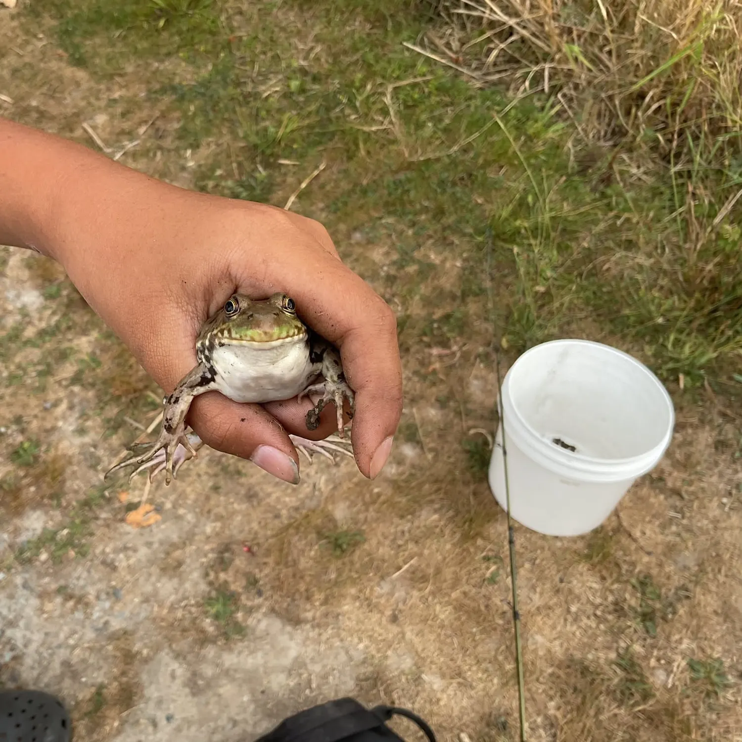 American bullfrog caught on Fishbrain