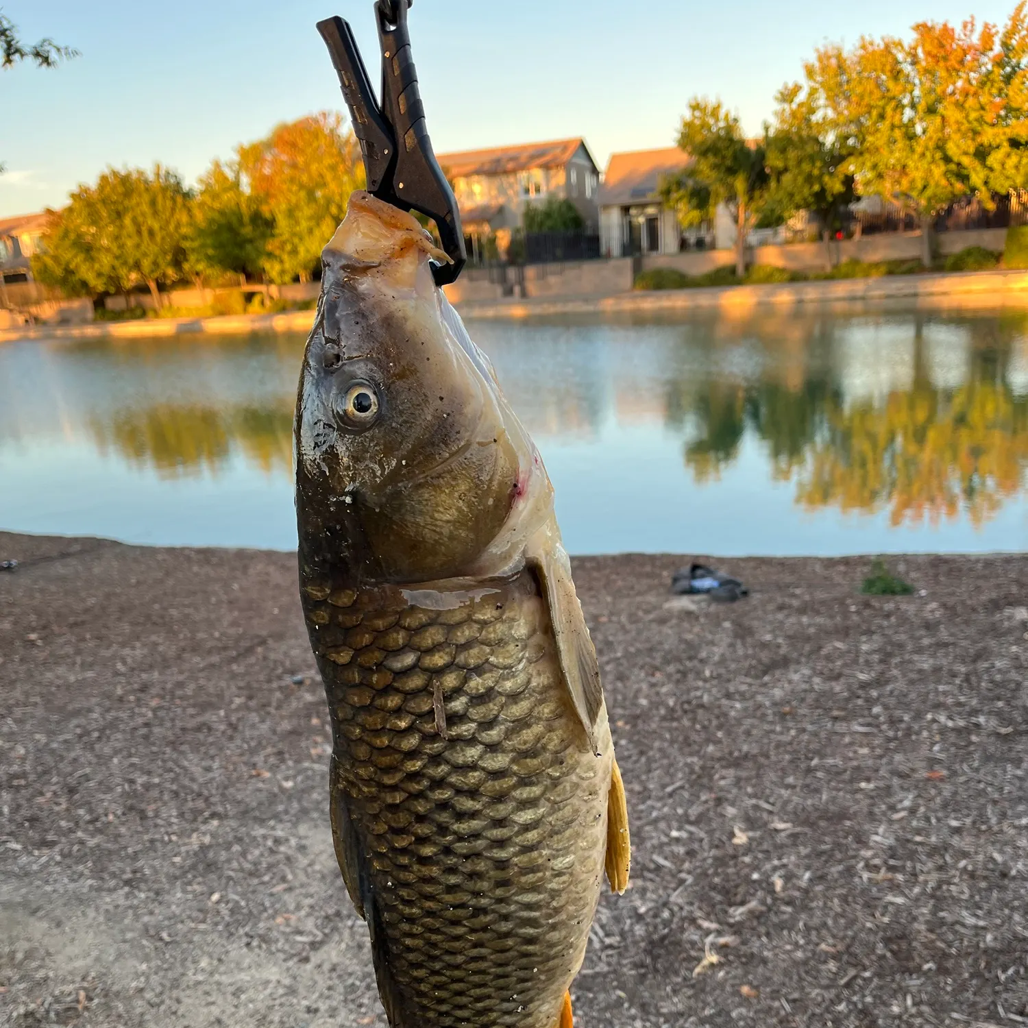 Common carp caught on Fishbrain
