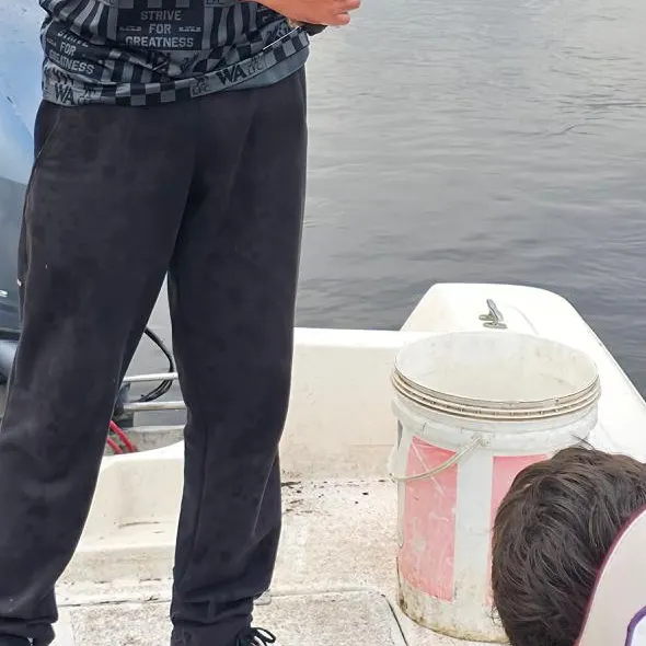 The most recent Spotted sorubim catches on Fishbrain