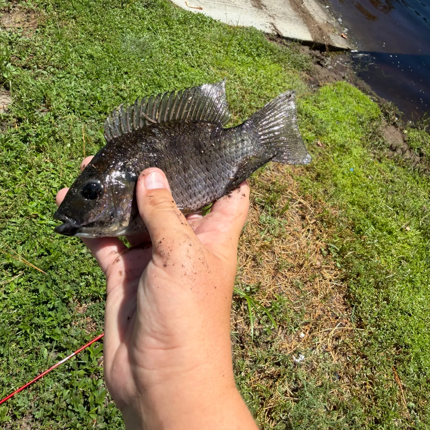 The most recent Blackchin tilapia catches on Fishbrain