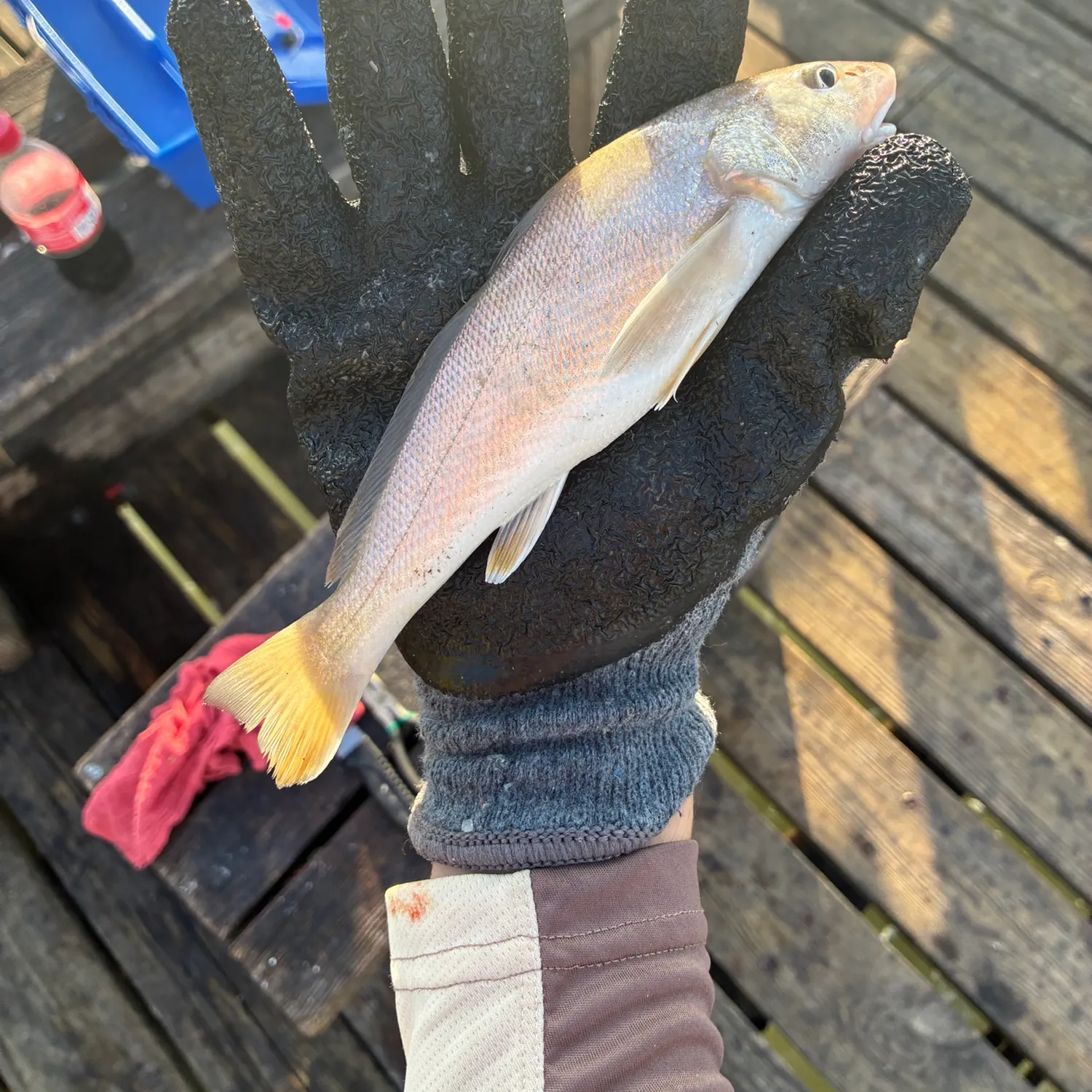 Gulf kingcroaker caught on Fishbrain