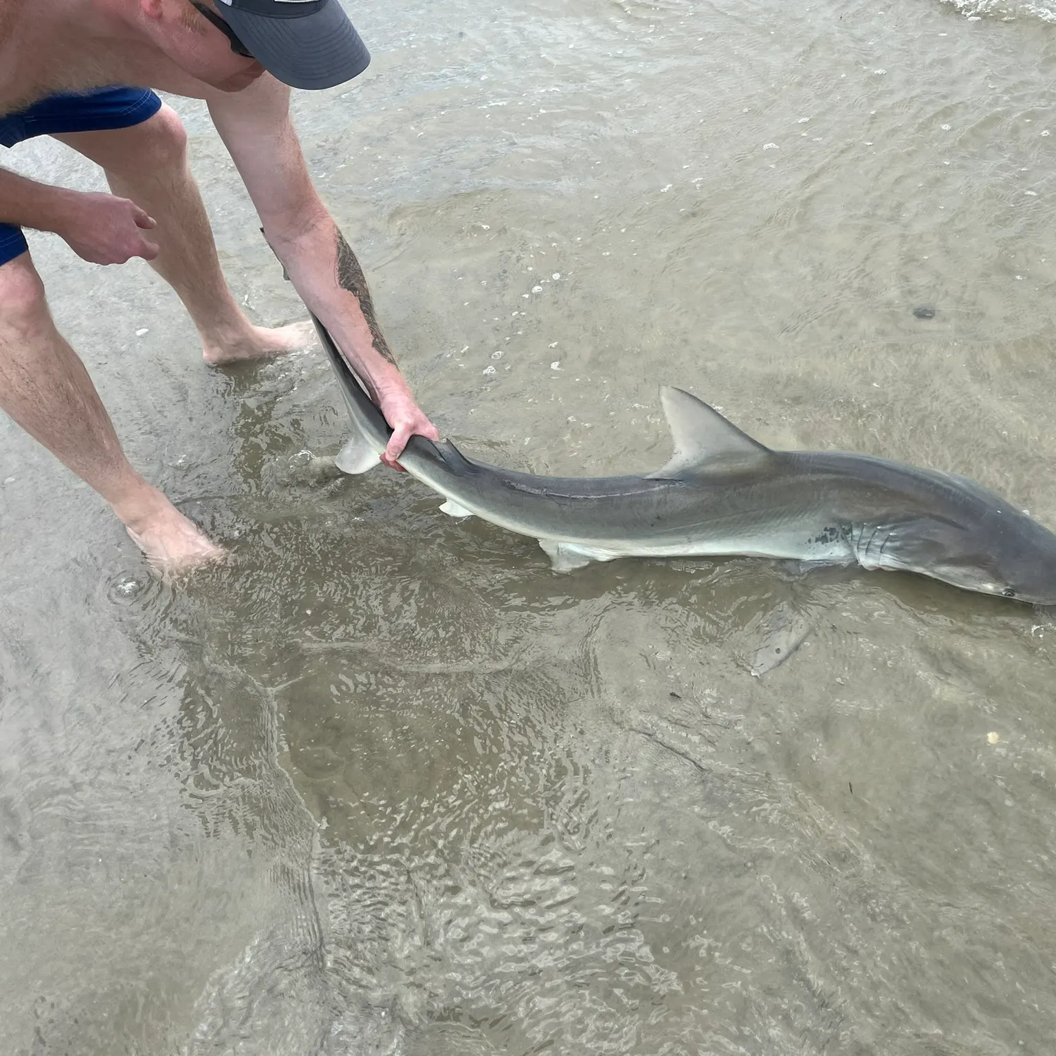 The most recent Finetooth shark catches on Fishbrain